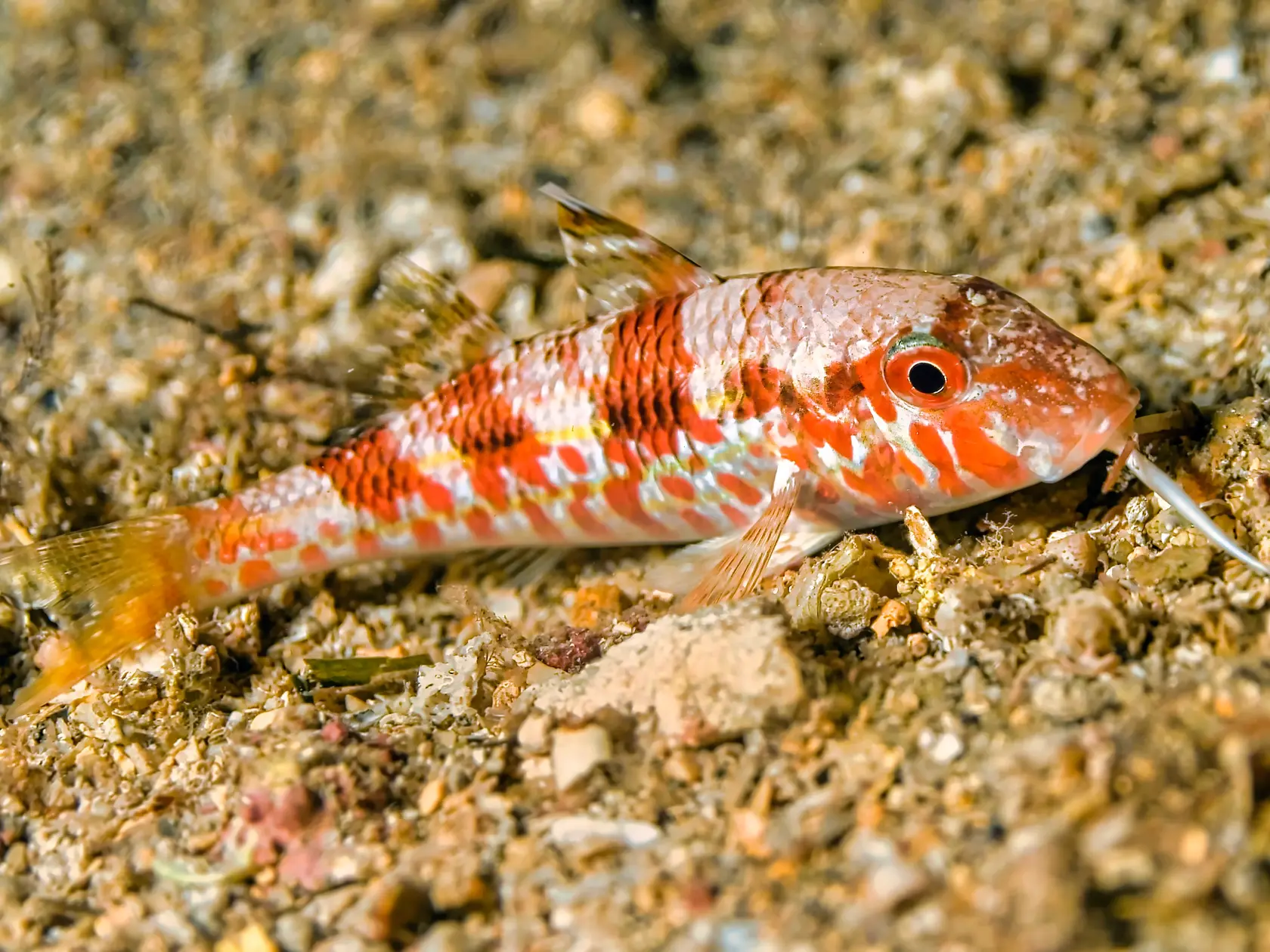 Sultánka červená (parmica karmínová) je veľmi chutná morská ryba.