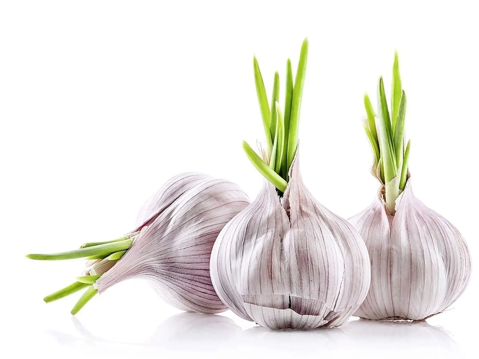 Kórejskí vedci zistili, že strúčiky s päťdňovým klíčkom majú viac antioxidantov.
