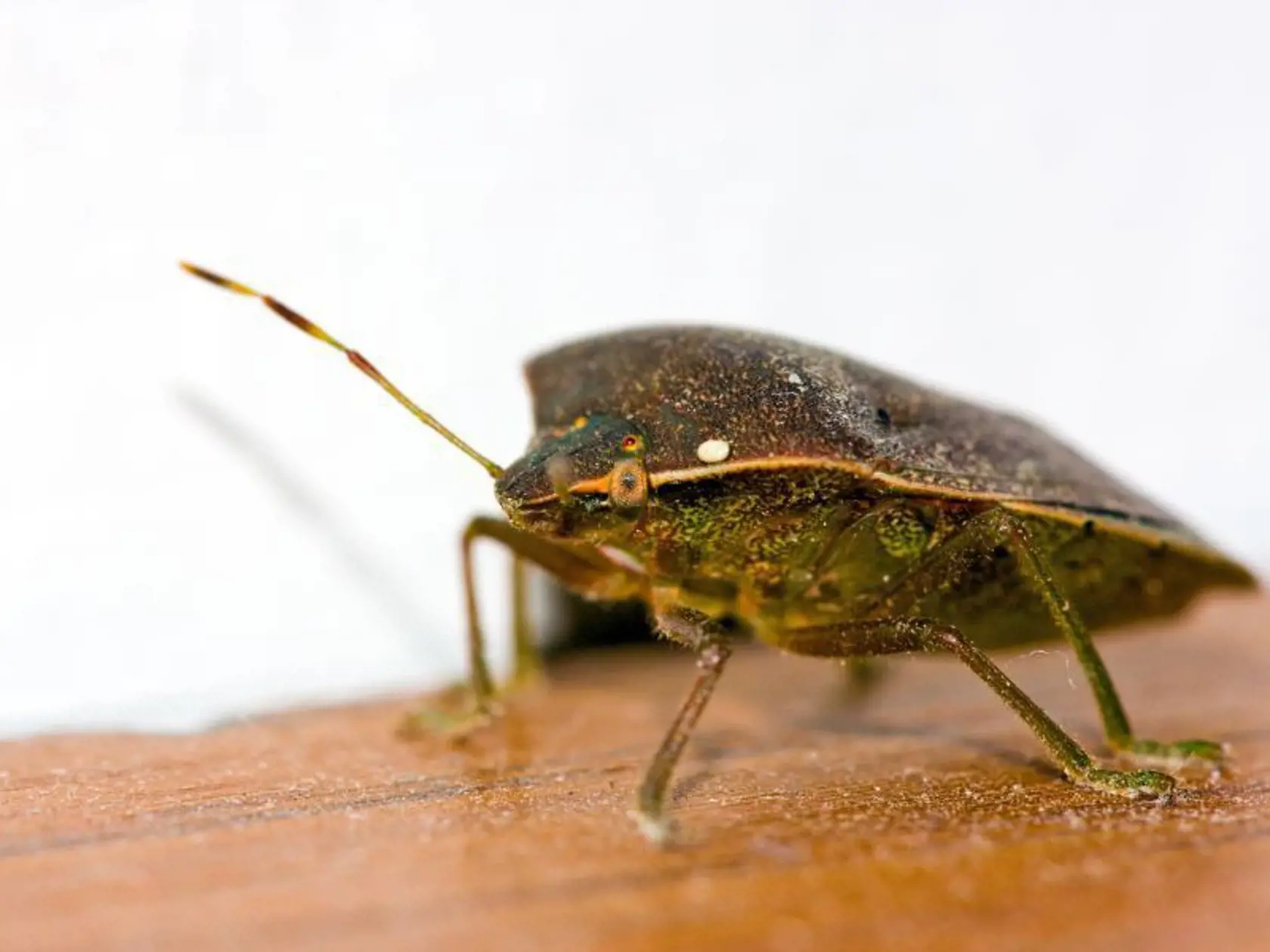 ploštica
