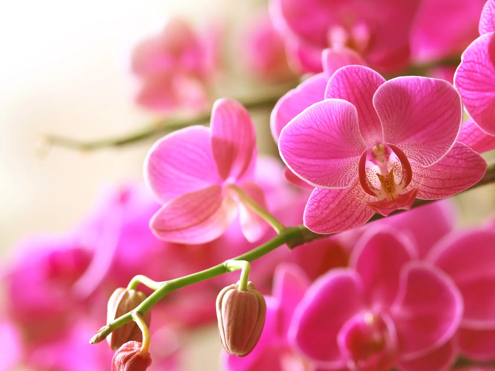 Orchidea