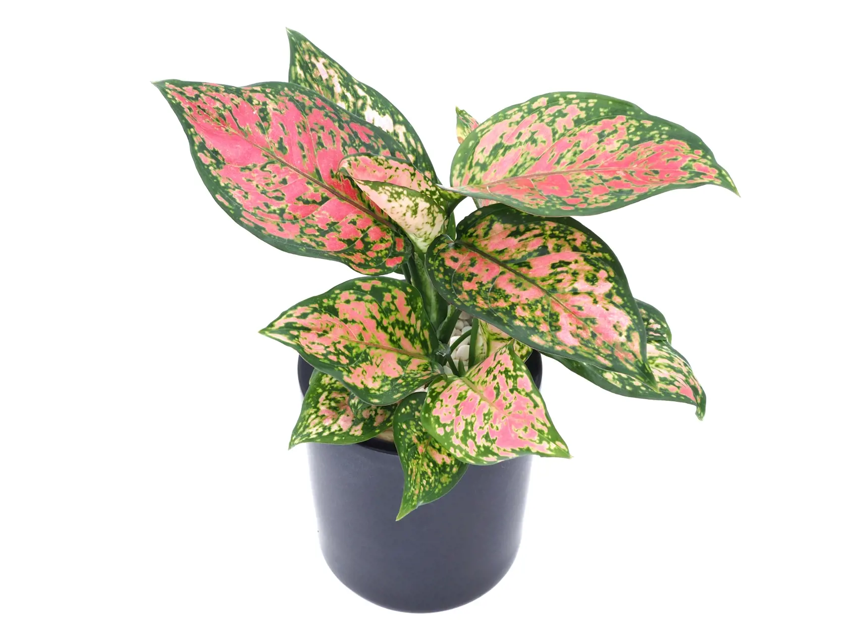 Aglaonema