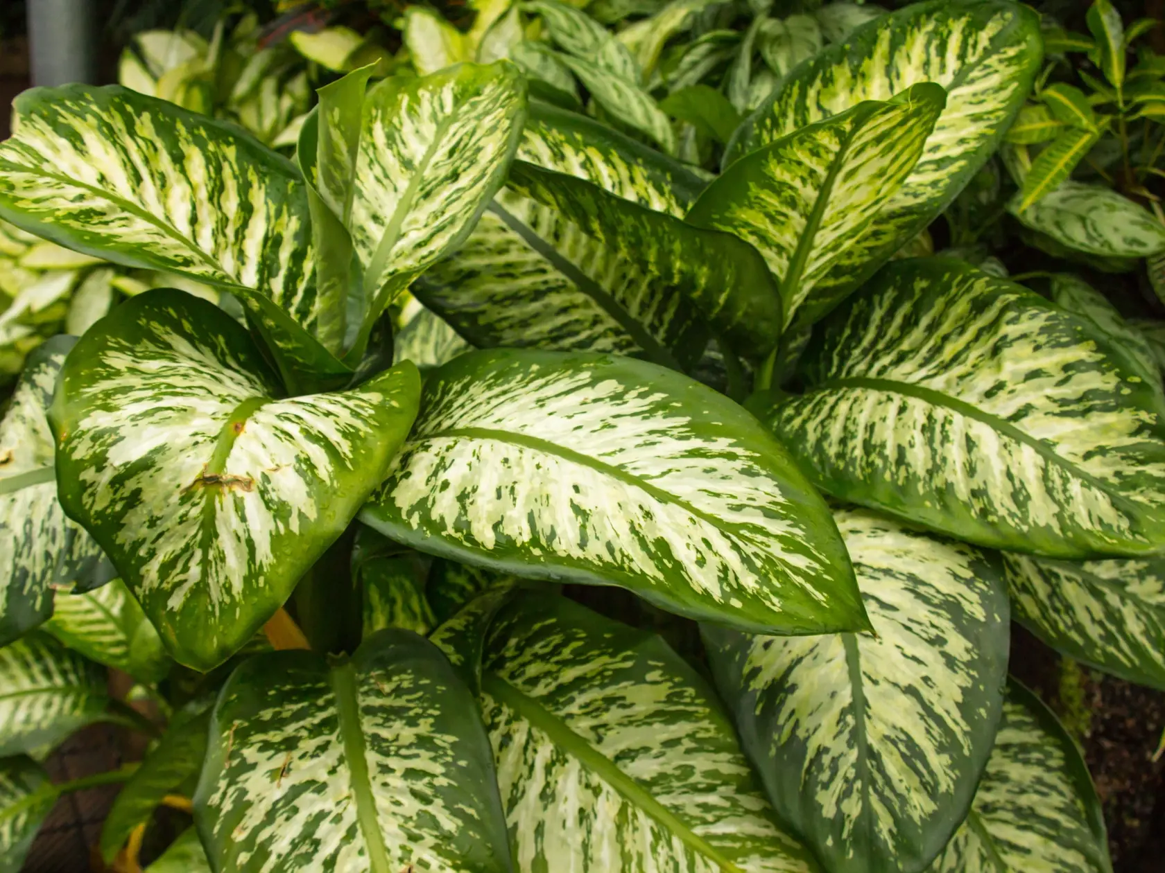 Diffenbachia