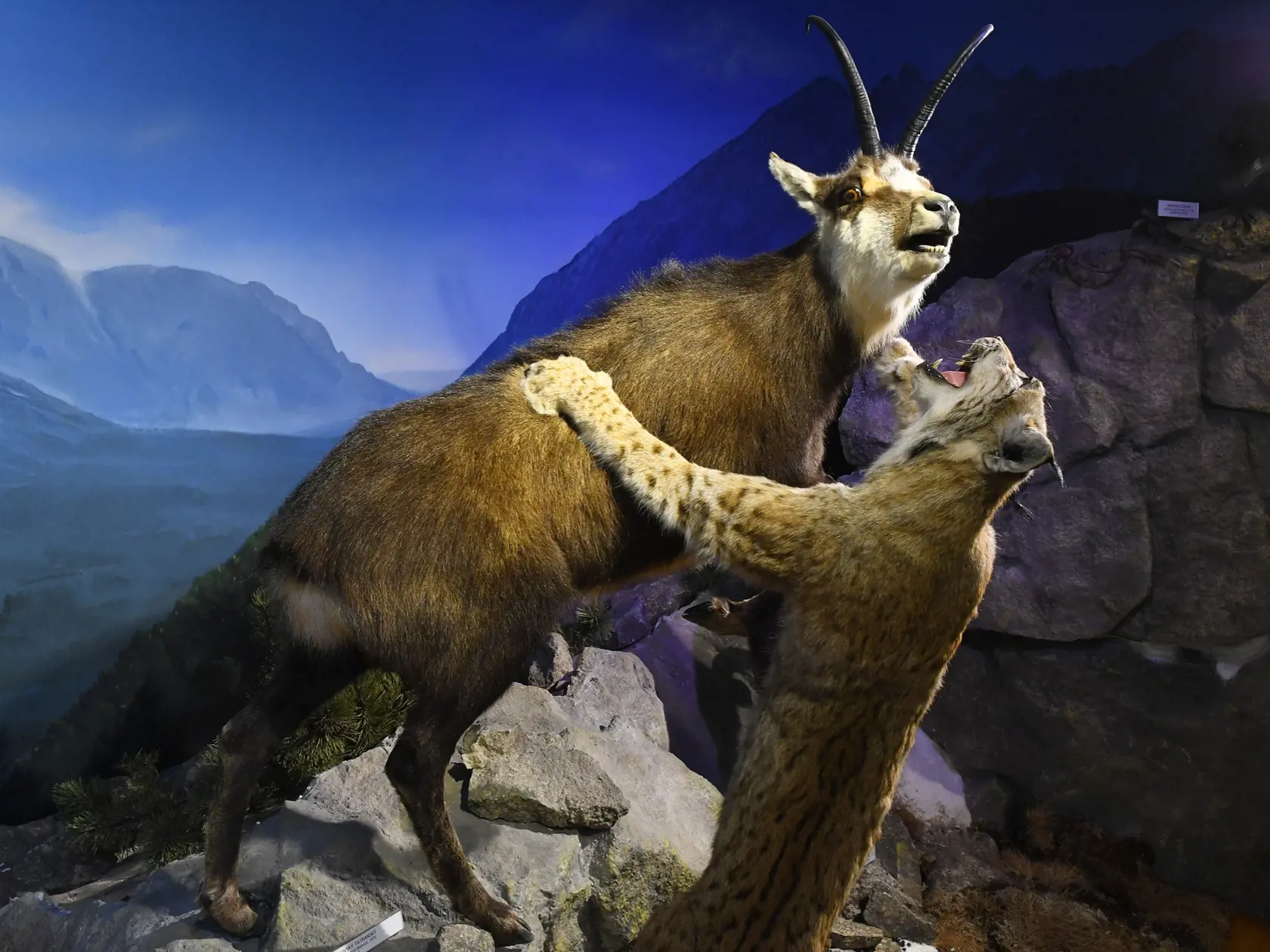 Múzeum TANAP-u pri Štátnych lesoch (ŠL) TANAP-u v Tatranskej Lomnici približuje návštevníkom Tatry z pohľadu geológie, fauny a flóry, počiatkov turizmu, horskej služby, etnografie a ďalších súvislostí s daným územím. Na snímke novinka v expozícii, ktorá znázorňuje útok rysa na kamzíka. Tatranská Lomnica, 18. mája 2021. FOTO TASR -  Milan Kapusta  