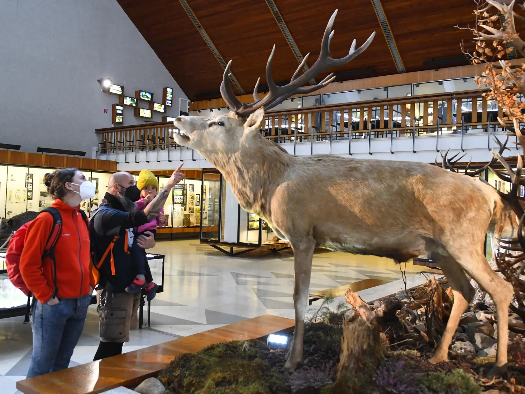 Múzeum TANAP-u pri Štátnych lesoch (ŠL) TANAP-u v Tatranskej Lomnici približuje návštevníkom Tatry z pohľadu geológie, fauny a flóry, počiatkov turizmu, horskej služby, etnografie a ďalších súvislostí s daným územím. Na snímke návštevníci pri prehliadke múzea. Tatranská Lomnica, 18. mája 2021. FOTO TASR -  Milan Kapusta  