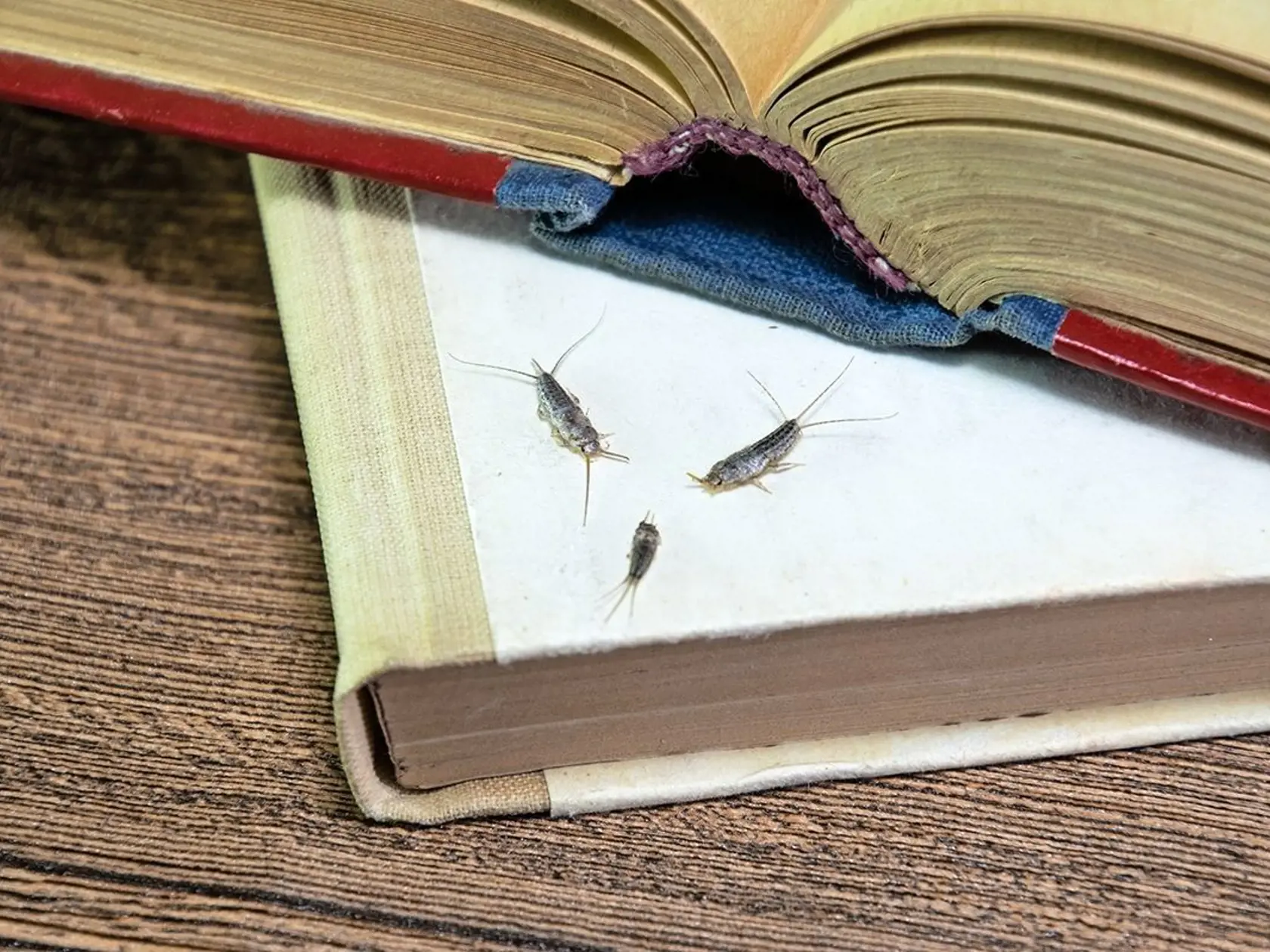 Tieto malé potvorky sa najradšej zdržiavajú na vlhkých miestach, napríklad v kuchyni alebo v kúpeľni.