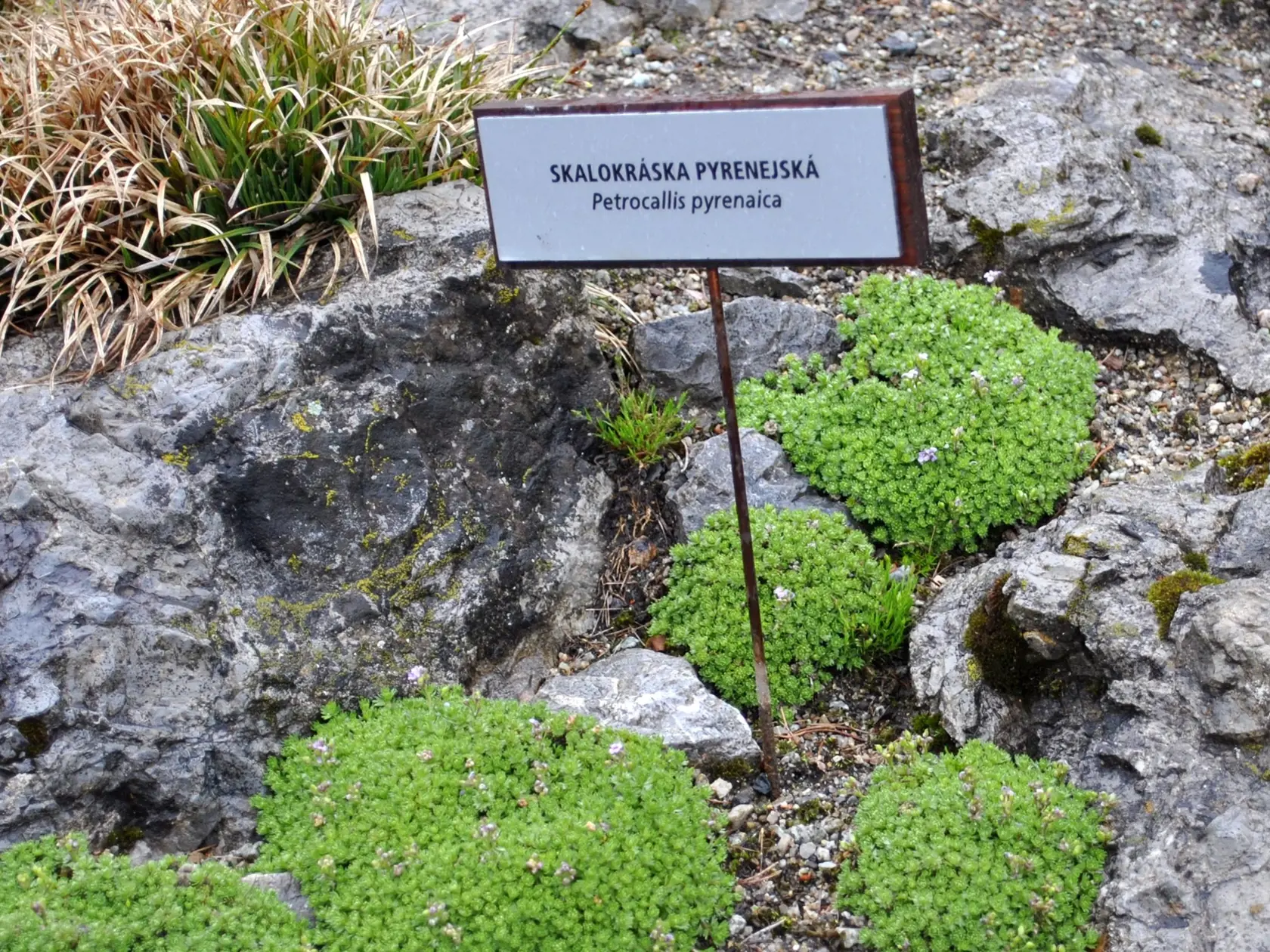 20170504 Botanicka zahrada Tatranska Lomnica otvorenie