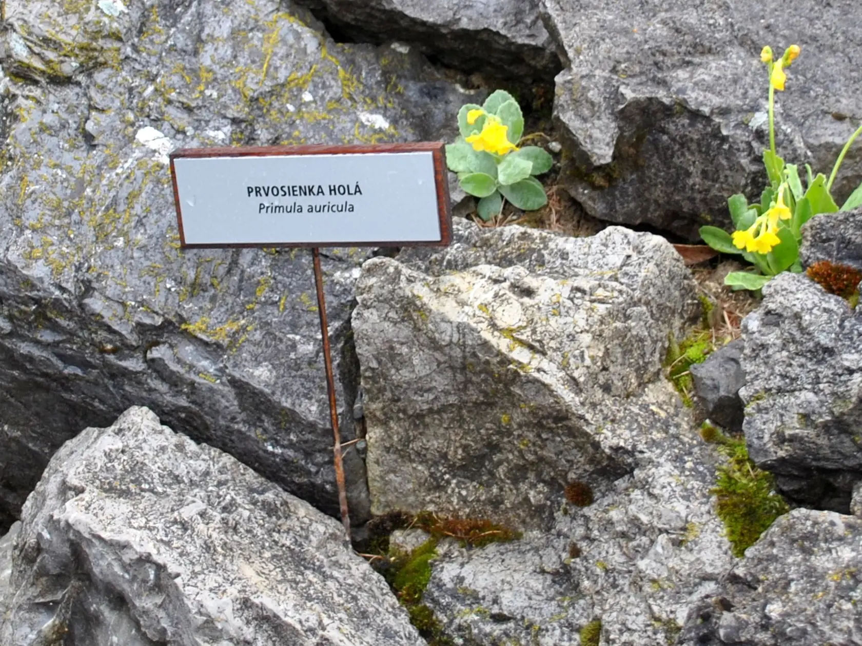 20170504 Botanicka zahrada Tatranska Lomnica otvorenie