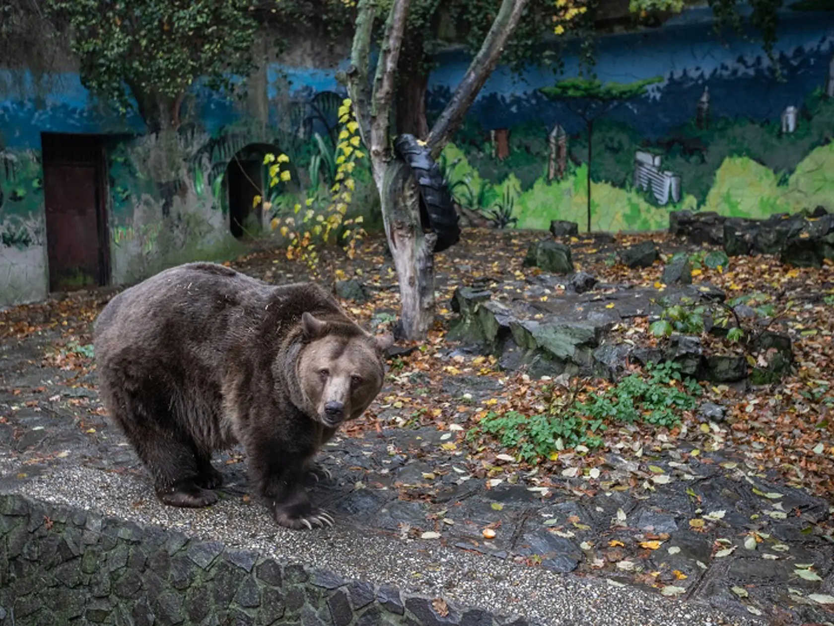 Medveď hnedý sa v ZOO neukladá na zimný spánok. Je len o niečo viac unavený. Má neobmedzený prístup von. Jeho výbeh v bratislavskej ZOO je zo šesťdesiatych rokov a je možné, že sa čoskoro dočká nového v lesnej časti.