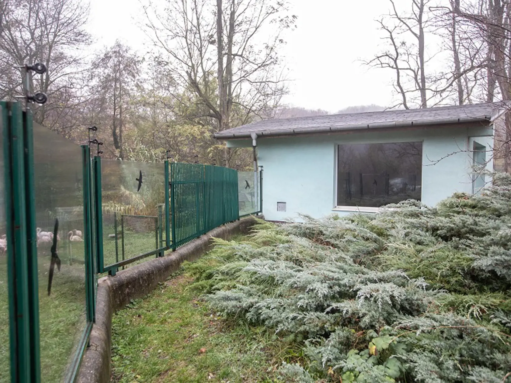 Keď udrú silné mrazy, umiestnia plameniakov do uzatvoreného domčeka, z ktorého nemajú prístup von.