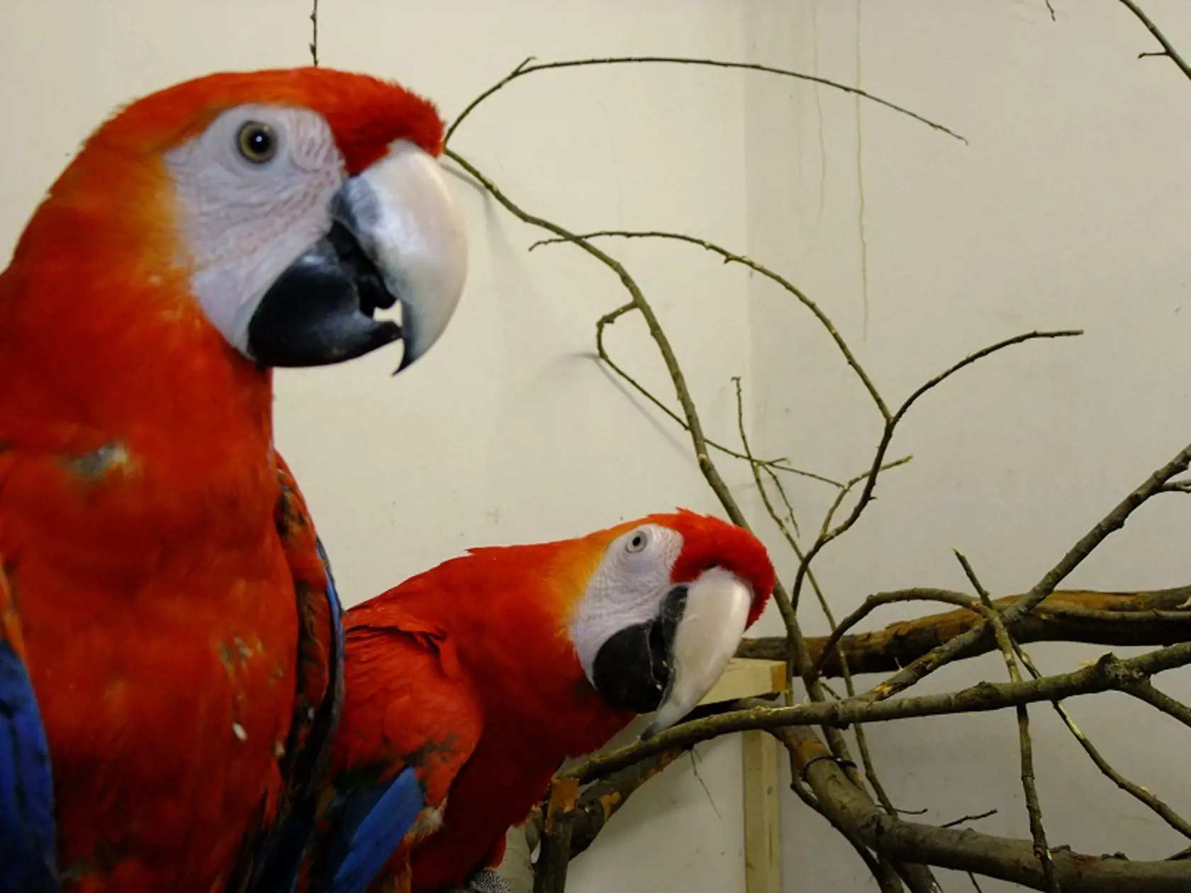 Papagáje Ara Arakanga v košickej ZOO si môžu si vybrať, kedy sa z vonku vrátia do vnútra. V bratislavskej ZOO návštevníci papagájov uvidia menej.