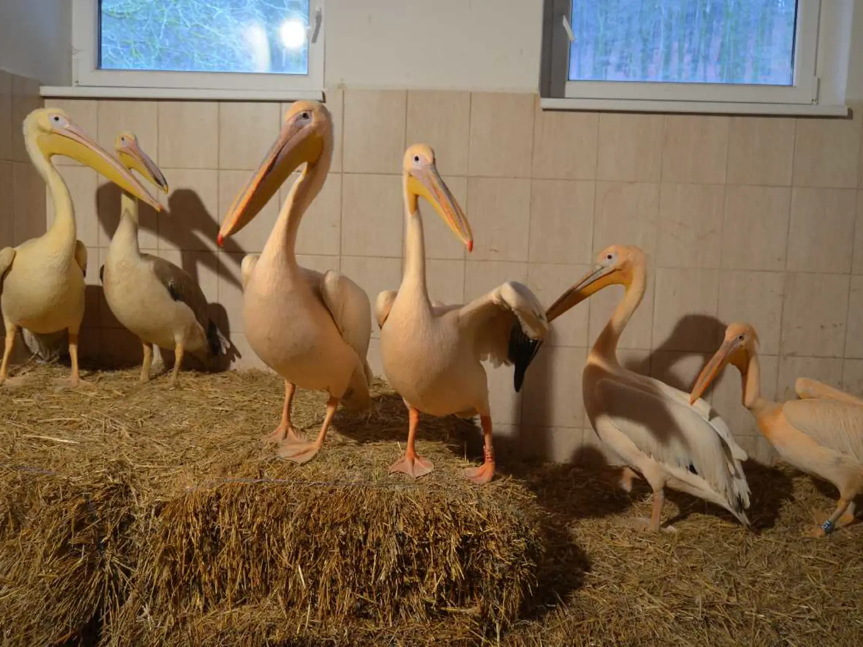 Pelikány ružové v košickej ZOO vo svojom zimovisku.