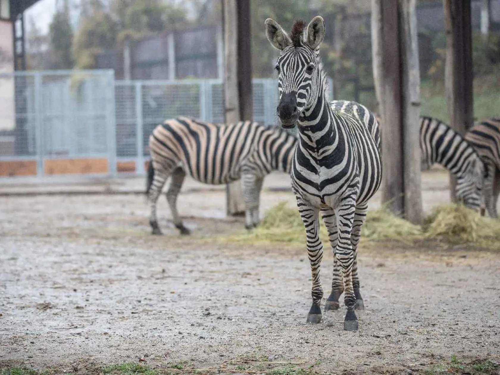 Zebra africká si na zimu zvykla.