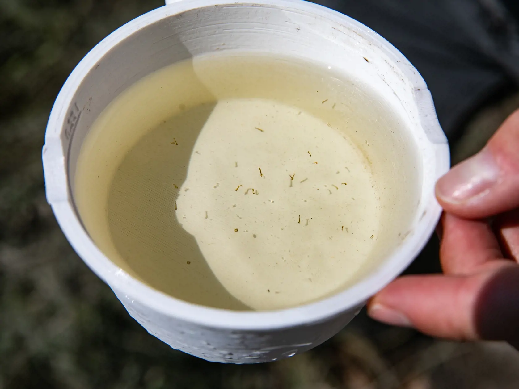 Keď lovci komárov nájdu v jednej naberačke viac ako 7 lariev, treba začať s postrekmi.
