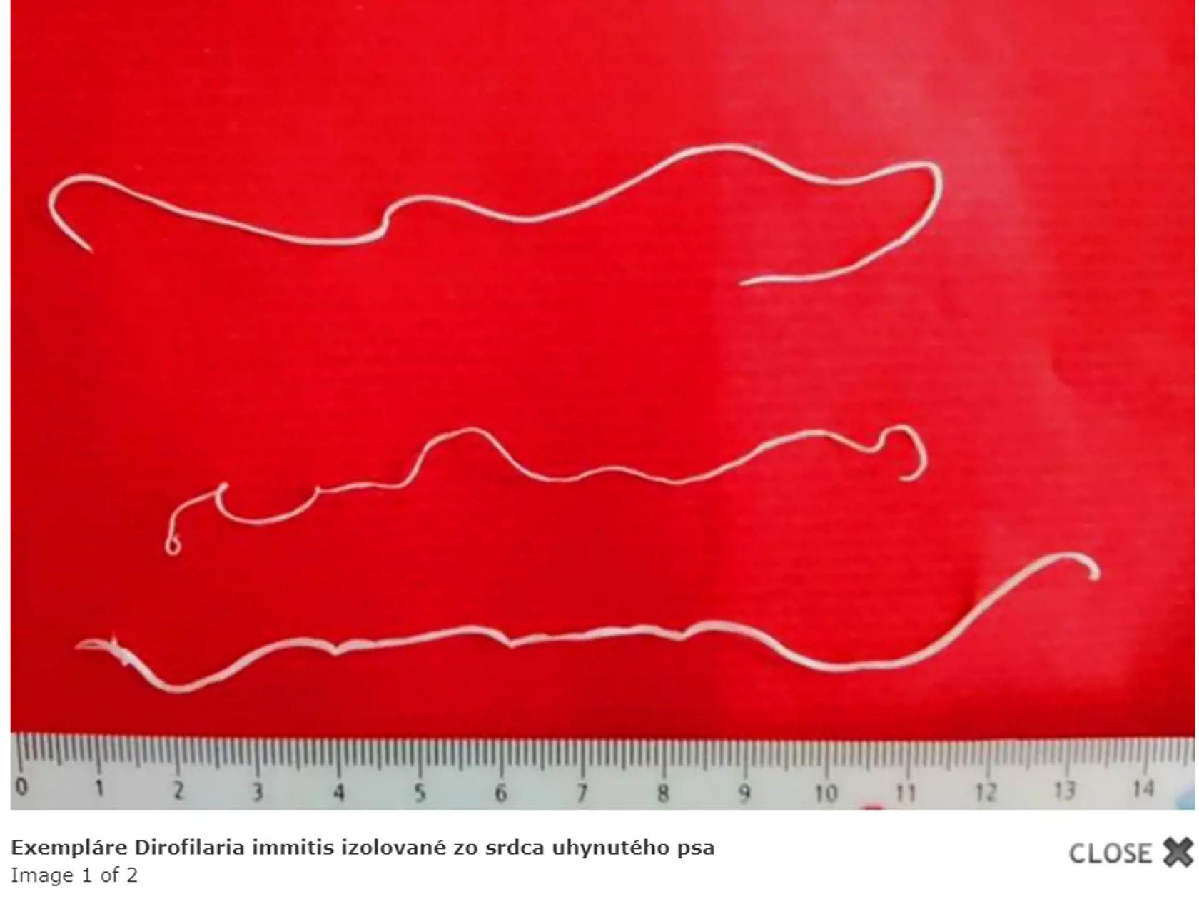 Červ dirofilárie immitis izolovaný zo srdca mŕtveho psa. Môže narásť až na 12 cm.