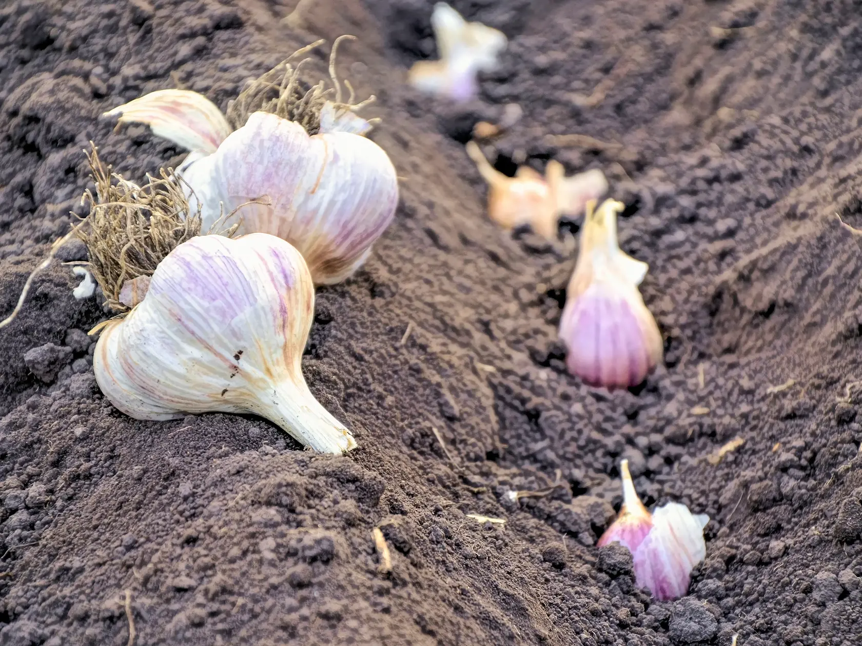 The,Head,Of,Young,Garlic,Is,Buried,In,The,Ground.