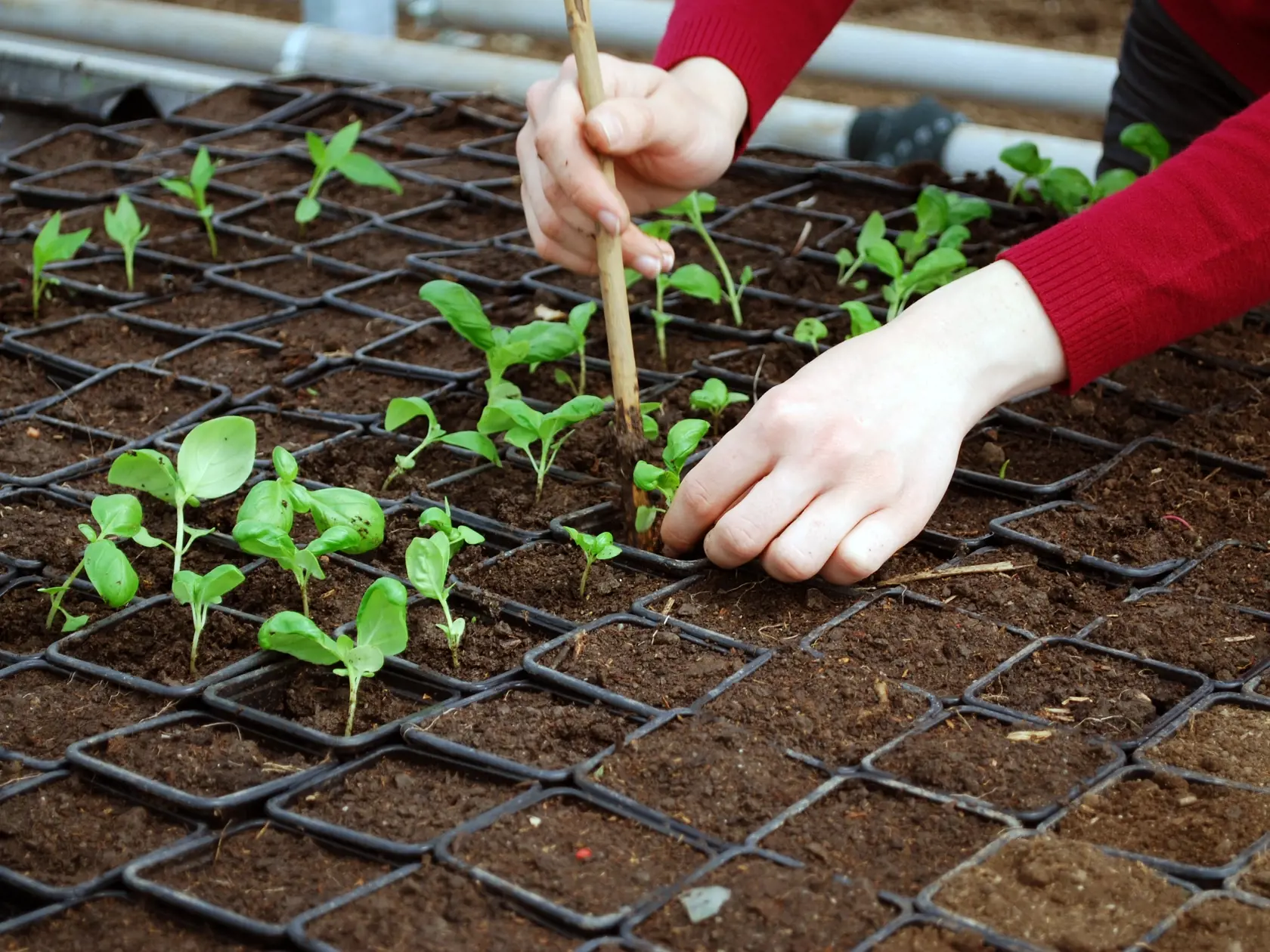 jar v záhrade, sadenie, planty