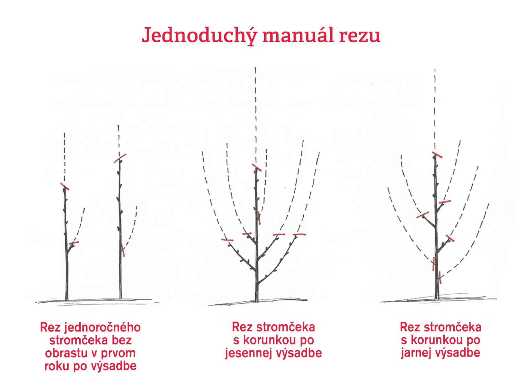 Tvarovanie stromčekov bez obrastu alebo so založenou korunkou, ako aj výchovný rez po jesennej a jarnej výsadbe nie je nič zložité. Riaďte sa nasledovnými nákresmi.