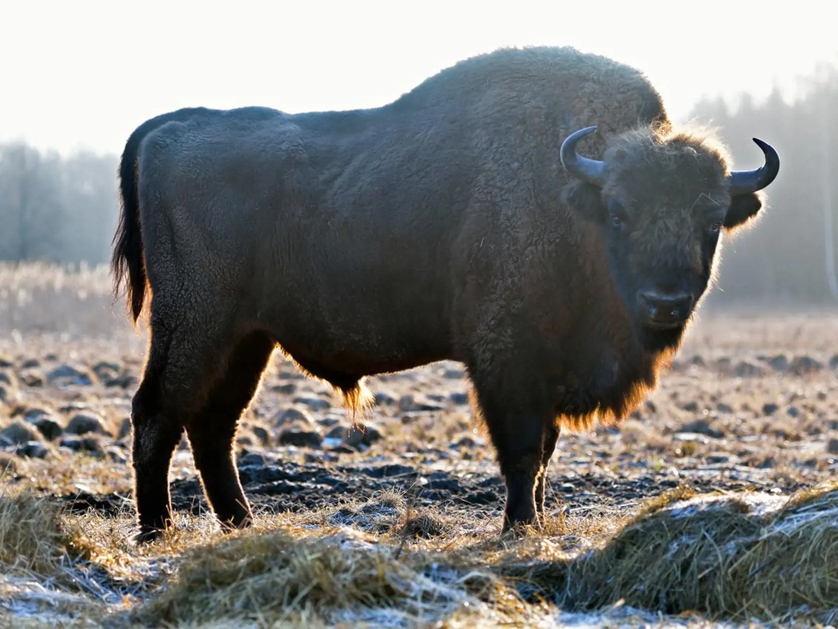 Zubor hrivnatý (Bison bonasus) je naším najväčším voľne žijúcim živočíchom. Samec môže vážiť vyše 1 000 kg, v kohútiku môže dosiahnuť až 2 metre a v dĺžke až 3 metre.  Žije vo voľnej prírode na východe Slovenska, alebo ho môžete vidieť vo zvernici v Topoľčiankach.