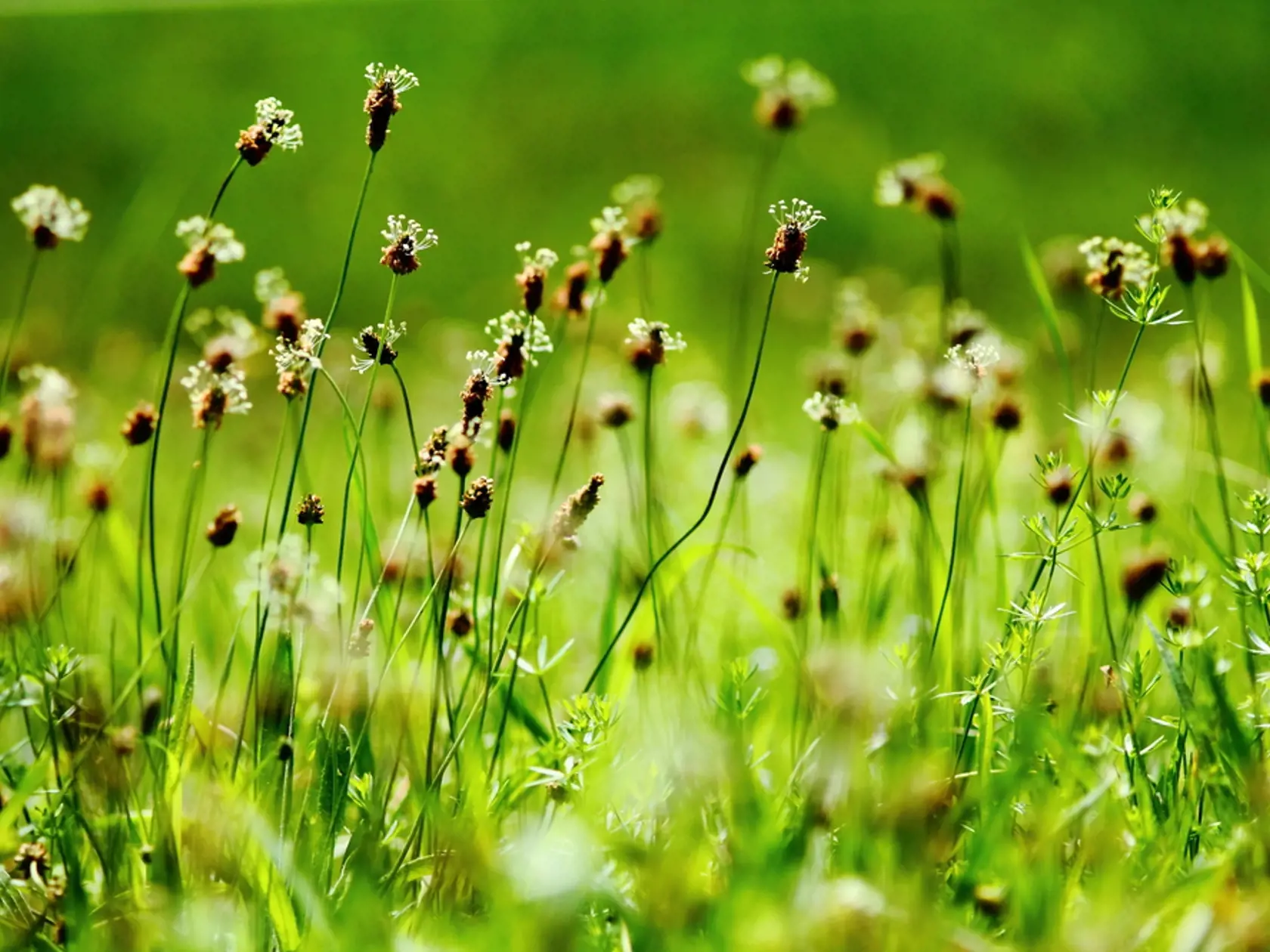 English,Common,Plantain,(plantago,Lanceolata),Flowers,Blooming,On,A,Meadow.