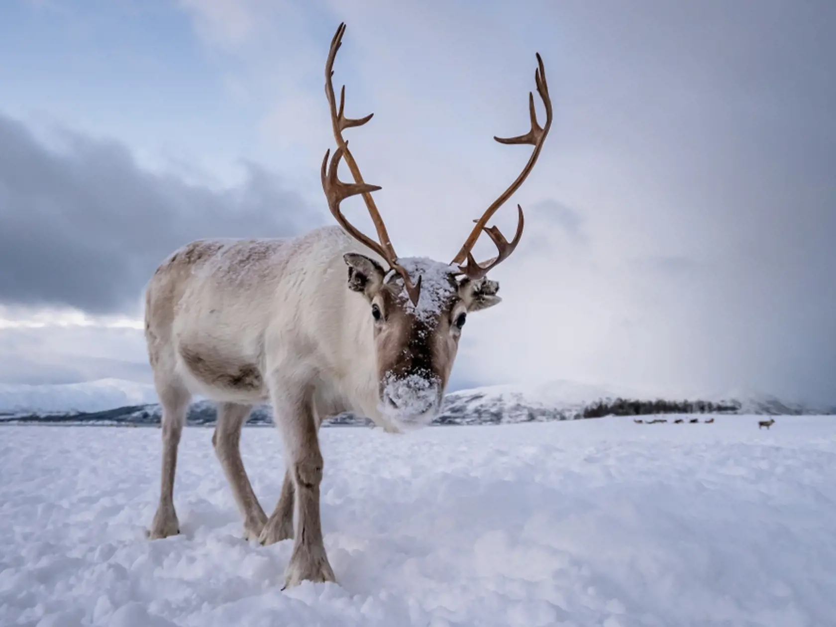Portrait,Of,A,Reindeer,With,Massive,Antlers,Pulling,Sleigh,In