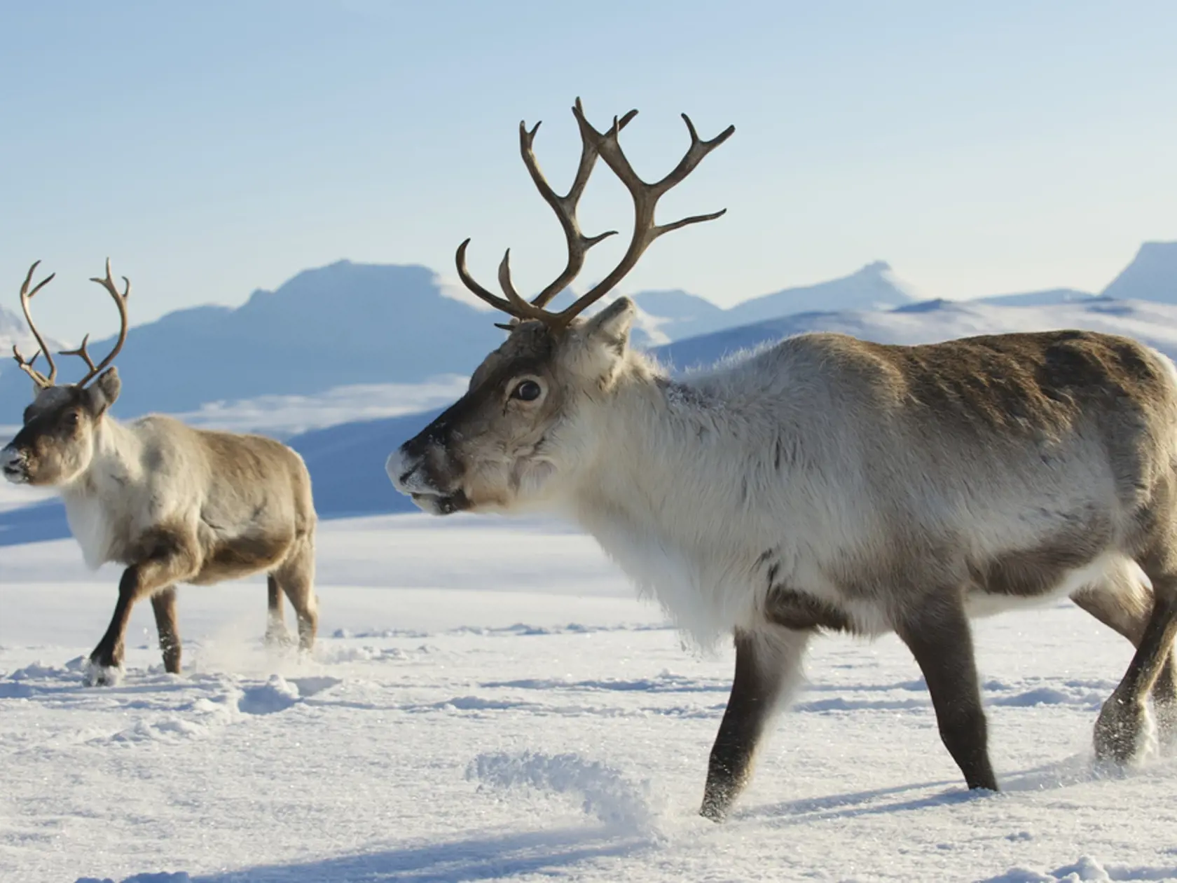 Reindeers,In,Natural,Environment,,Tromso,Region,,Northern,Norway.