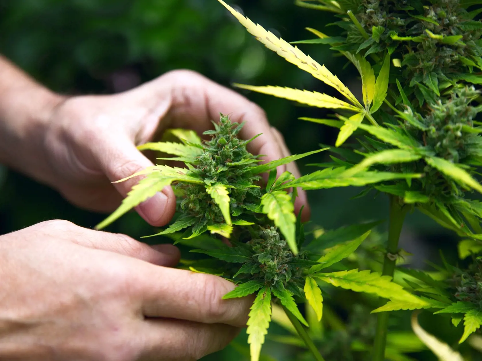 marihuana