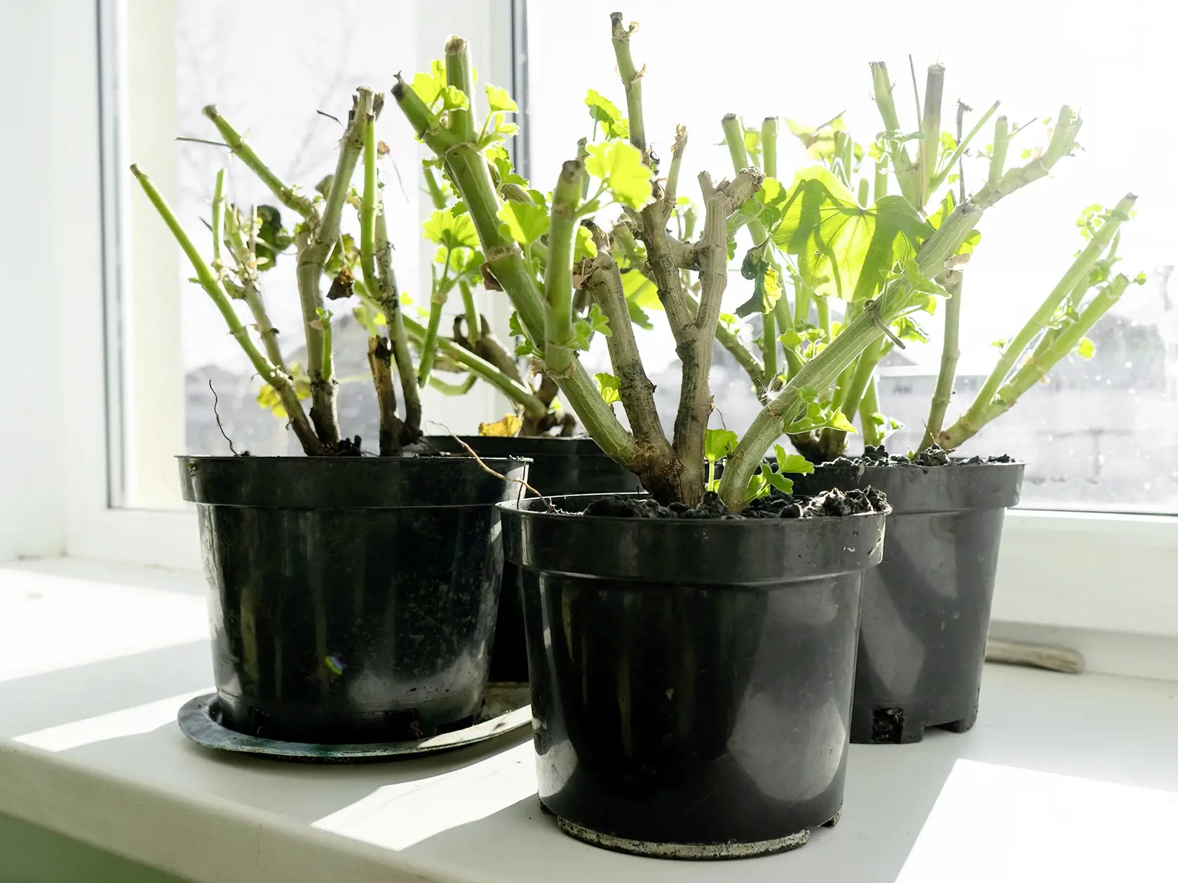 geraniums in pots on the windowsill. cut stems of geranium flower prepared for winter hibernation