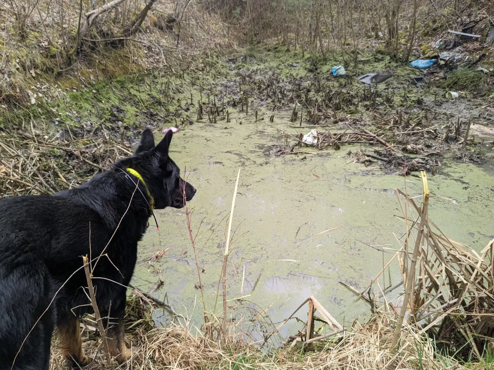 Na tretí deň nezvestnosti maloletého chlapca prizvali aj kynológov HZS.