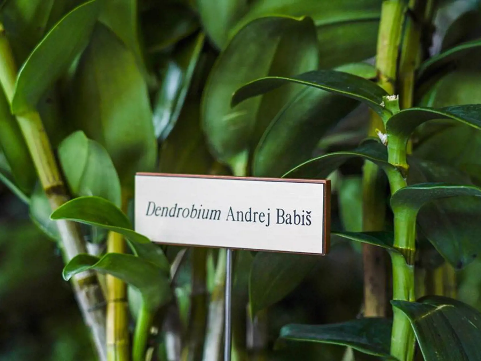 Orchidea, ktorá nesie názov po českom premiérovi Andrejovi Babišovi názov.