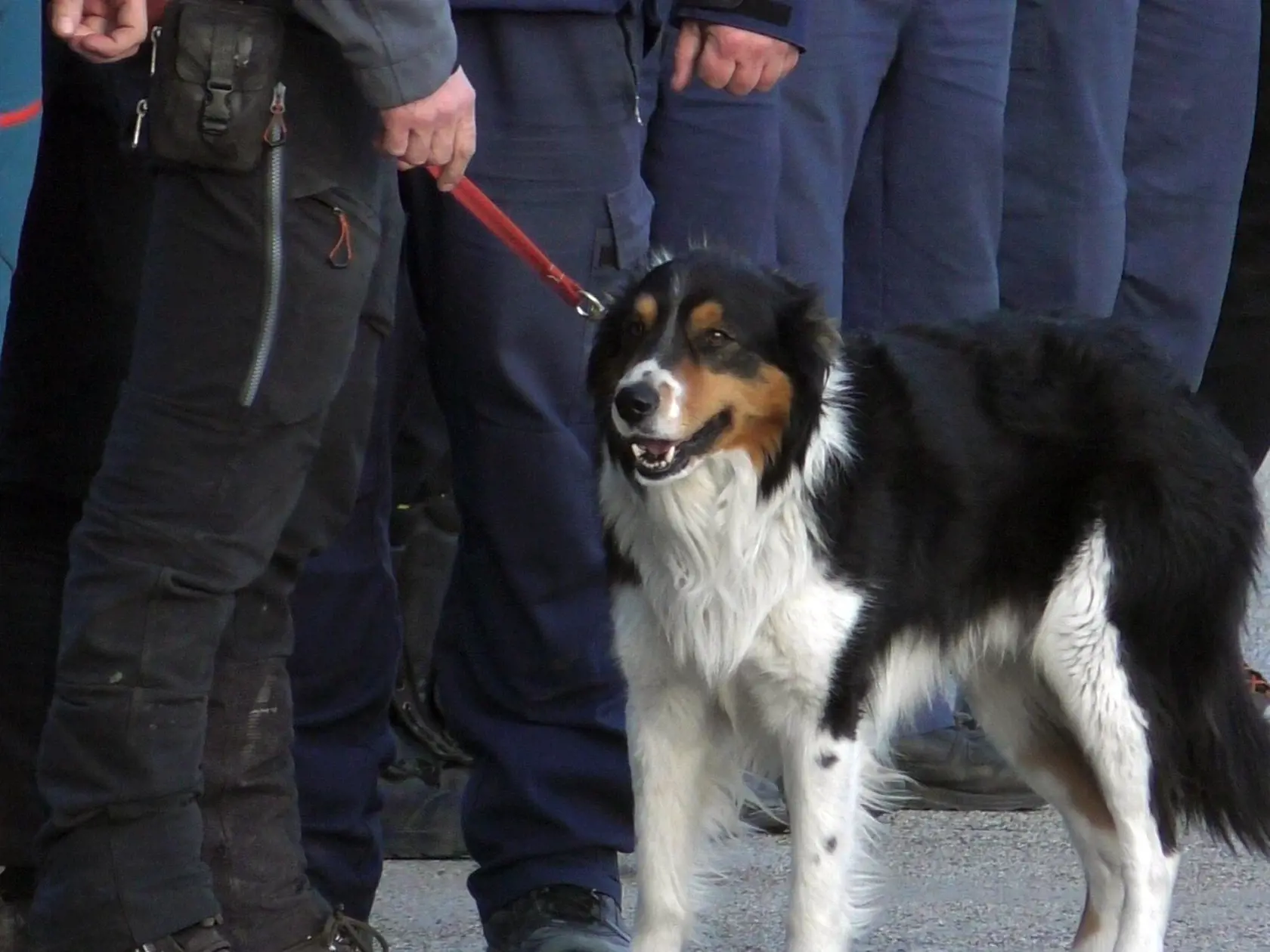 Na snímke pes záchranár stojí pri slovenských  záchranároch, ktorí sa vrátili z Turecka, kde zasahovali po ničivom zemetrasení v Bratislave v nedeľu 12. februára 2023.
