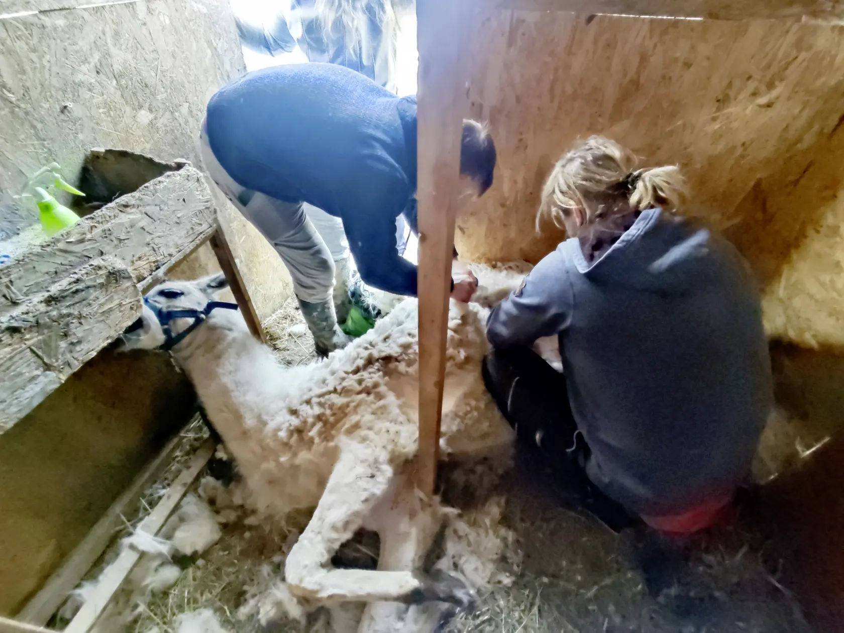 Kastrácia lamieho samca. Chytiť Dalajlámu dalo Monike a jej manželovi zabrať.