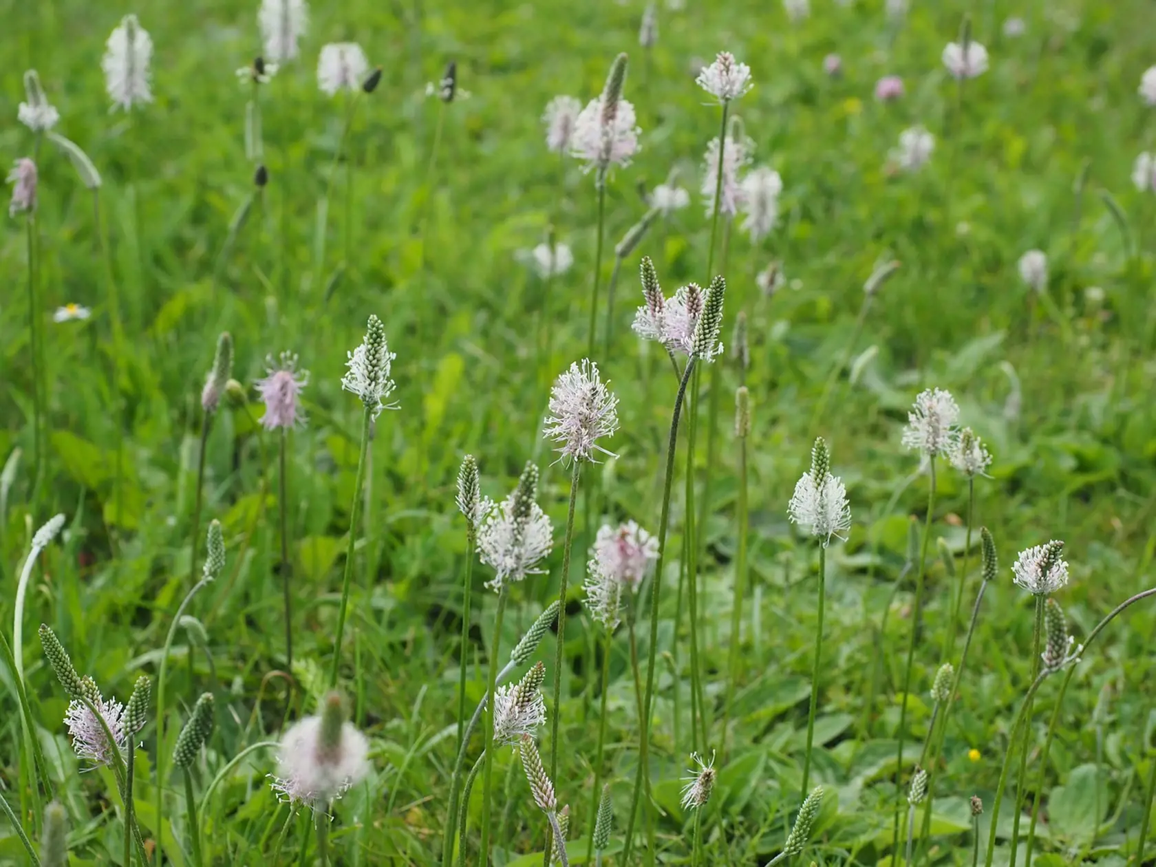 MÁJ - Z bylín spustí alergiu skorocel, žihľava, agát, baza aj štiav. Alergici si musia dávať pozor aj na trávy ako timotejka, mätonoh, lipnica, či žito. Stále ešte doznieva sezóna brezovitých a cyprusovitých rastlín, ku ktorým sa pridruží aj dub.