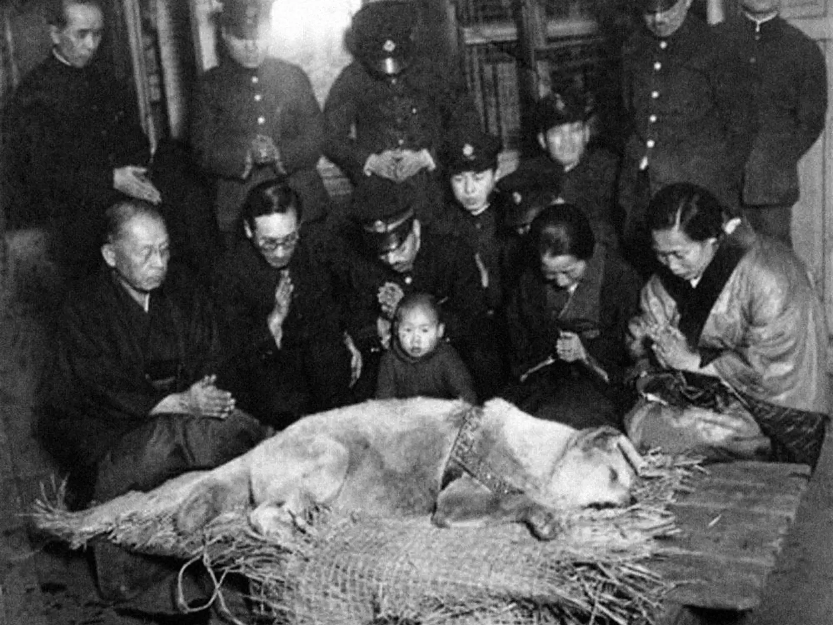Verného psíka našli jedného dňa mŕtveho na ulici neďaleko stanice Shibuya, kde zvykol čakať na svojho pána.