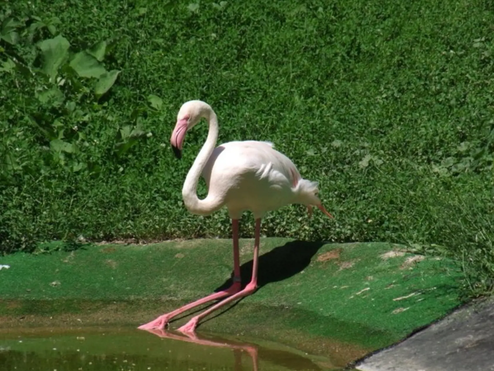 V poslednej dobe trápili plameniaka zdravotné problémy.