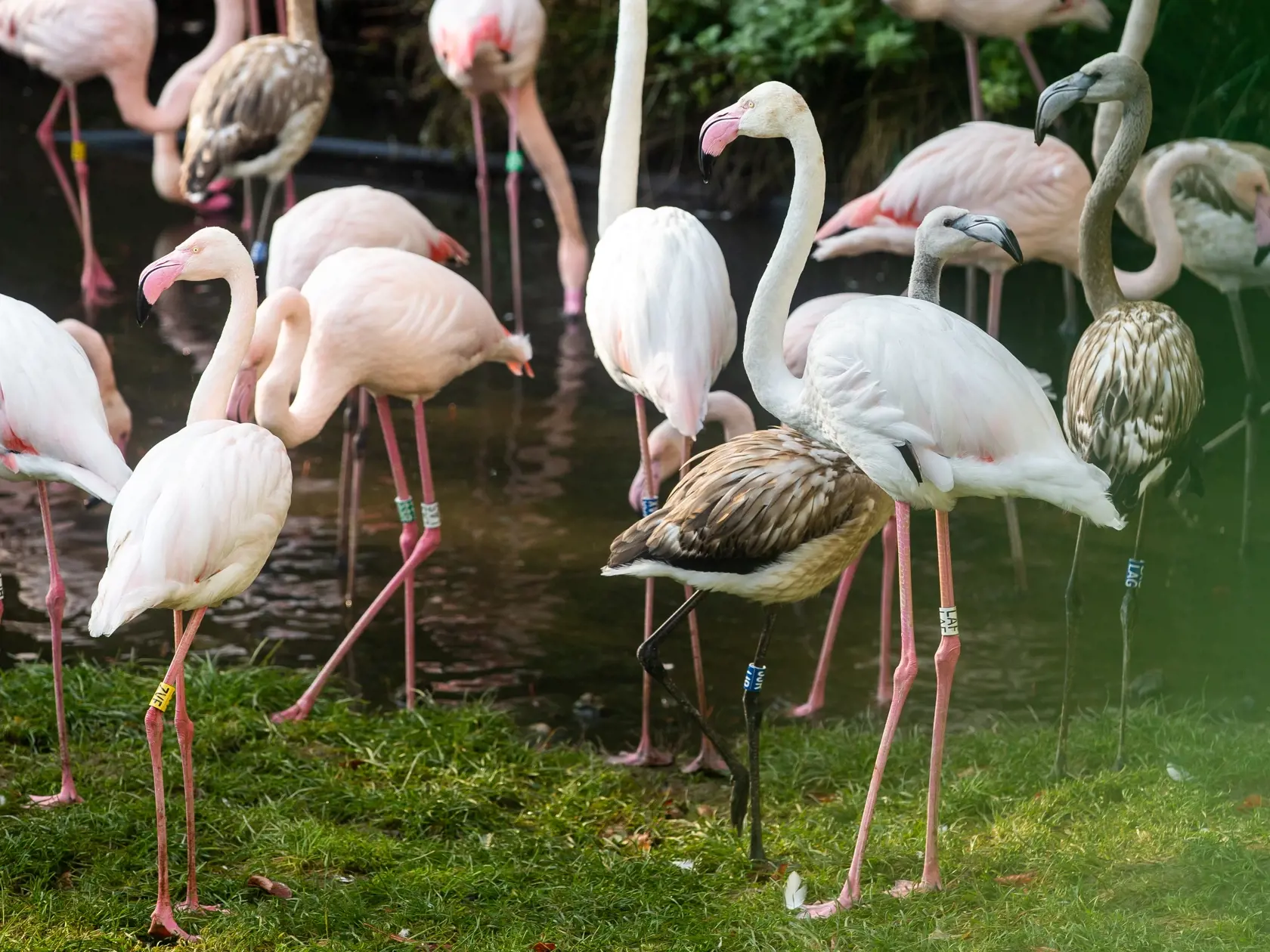 Zazimovanie zvierat v bratislavskej zoologickej záhrade.