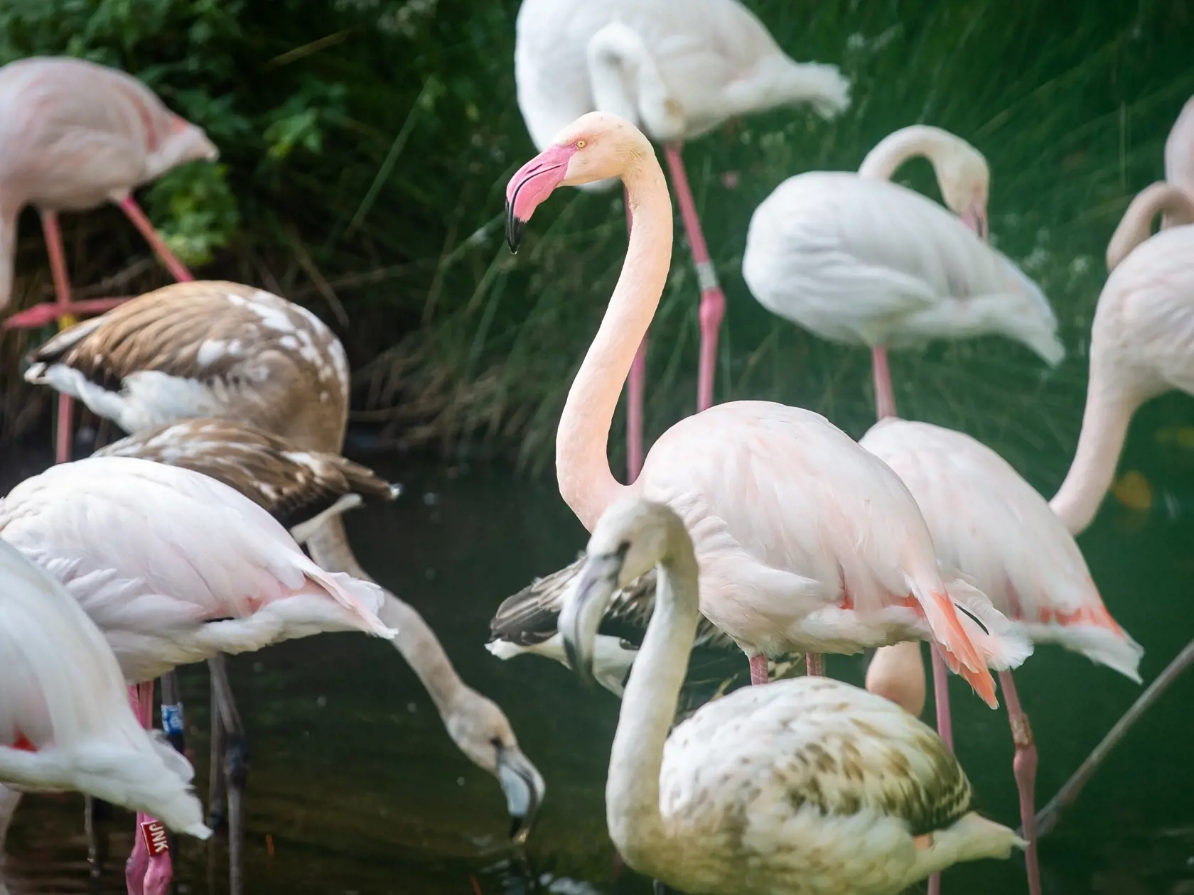 Zazimovanie zvierat v bratislavskej zoologickej záhrade.