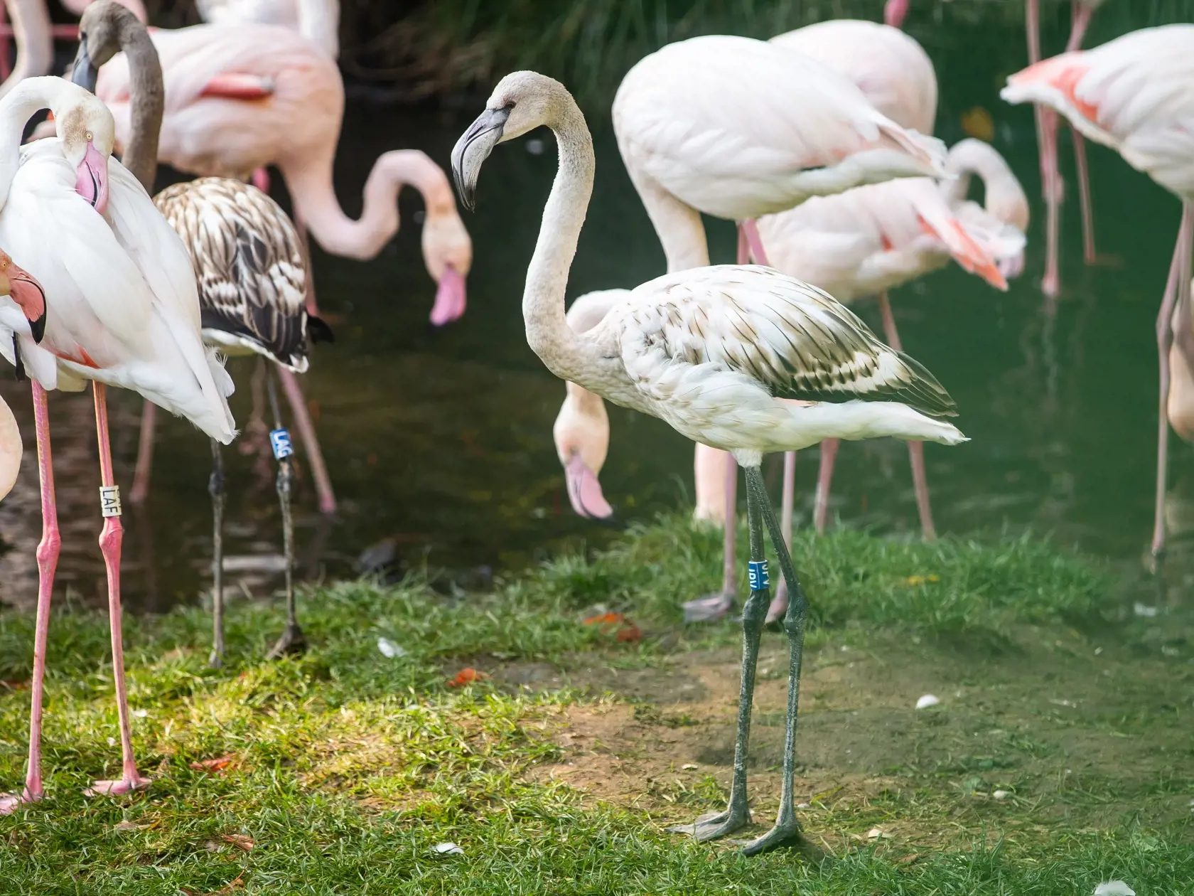 Zazimovanie zvierat v bratislavskej zoologickej záhrade.