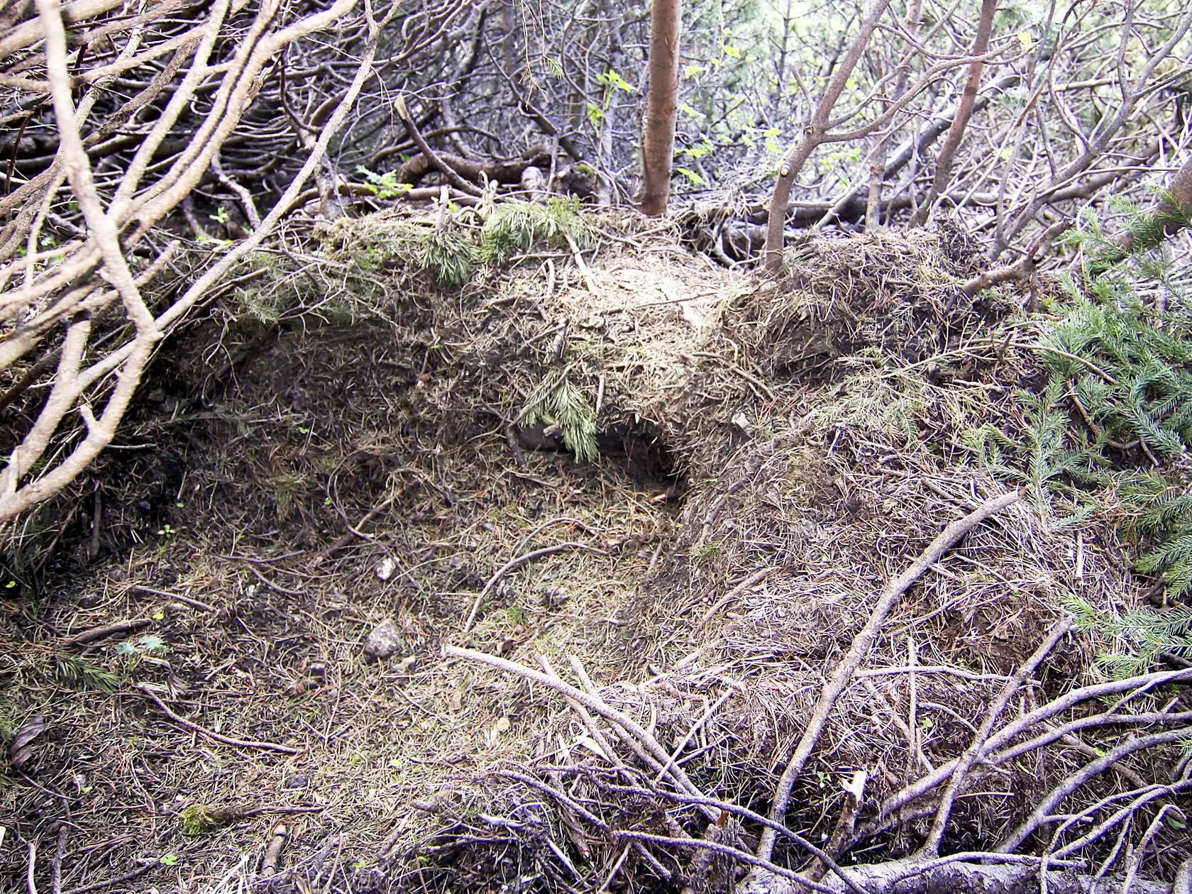 Povrchový brloh