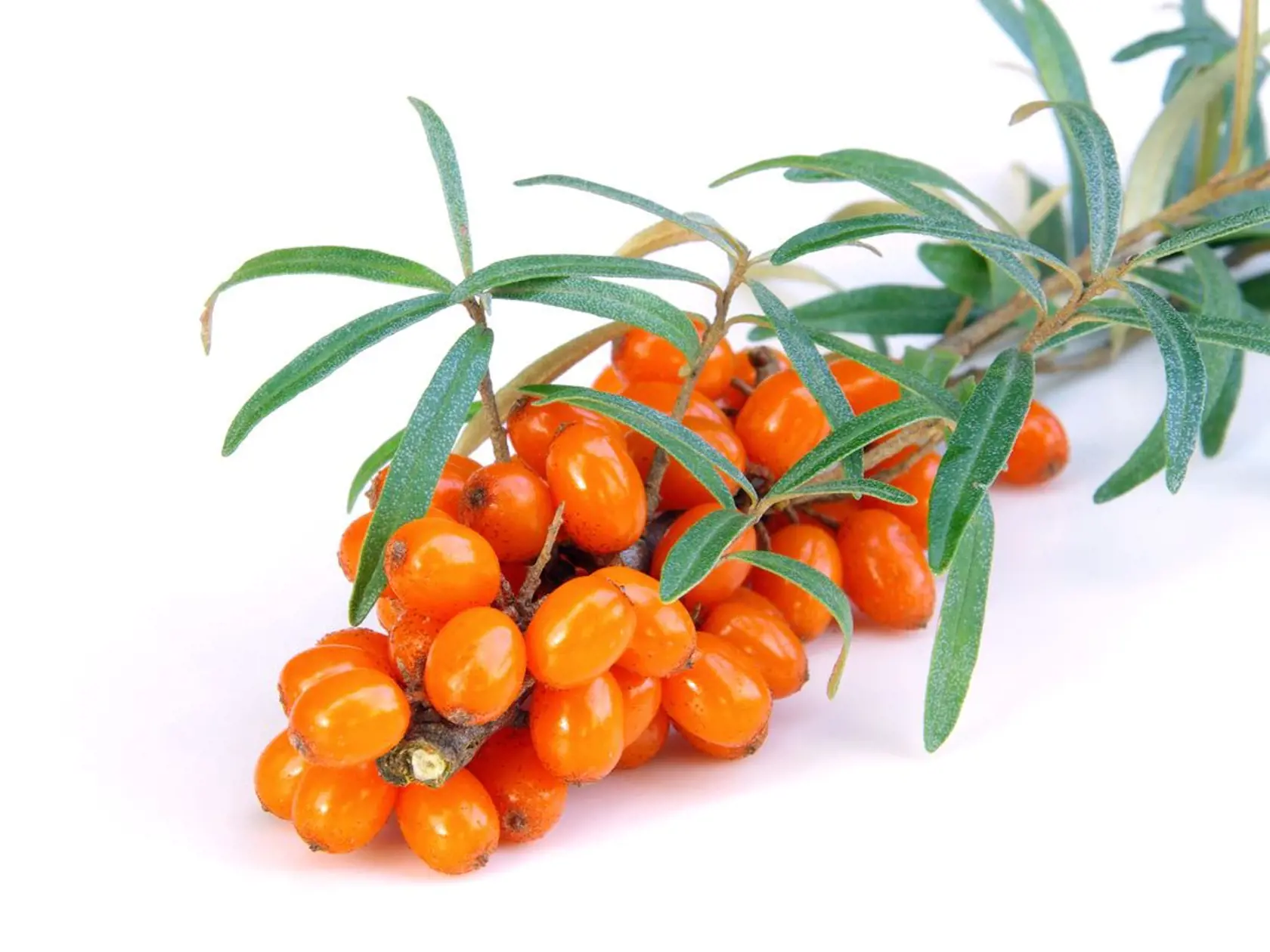 Goji - skutočný elixír mladosti.