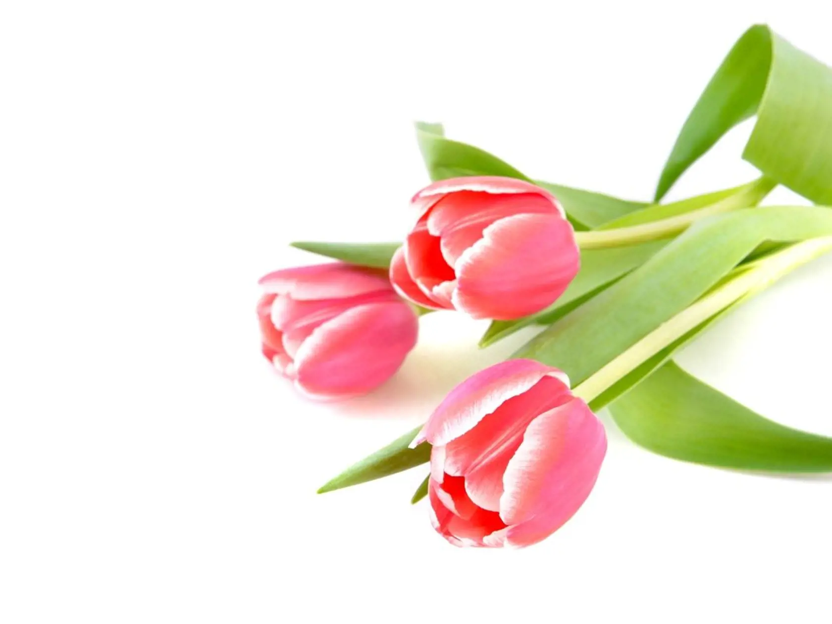 Na tulipány zaberá vriaca voda.