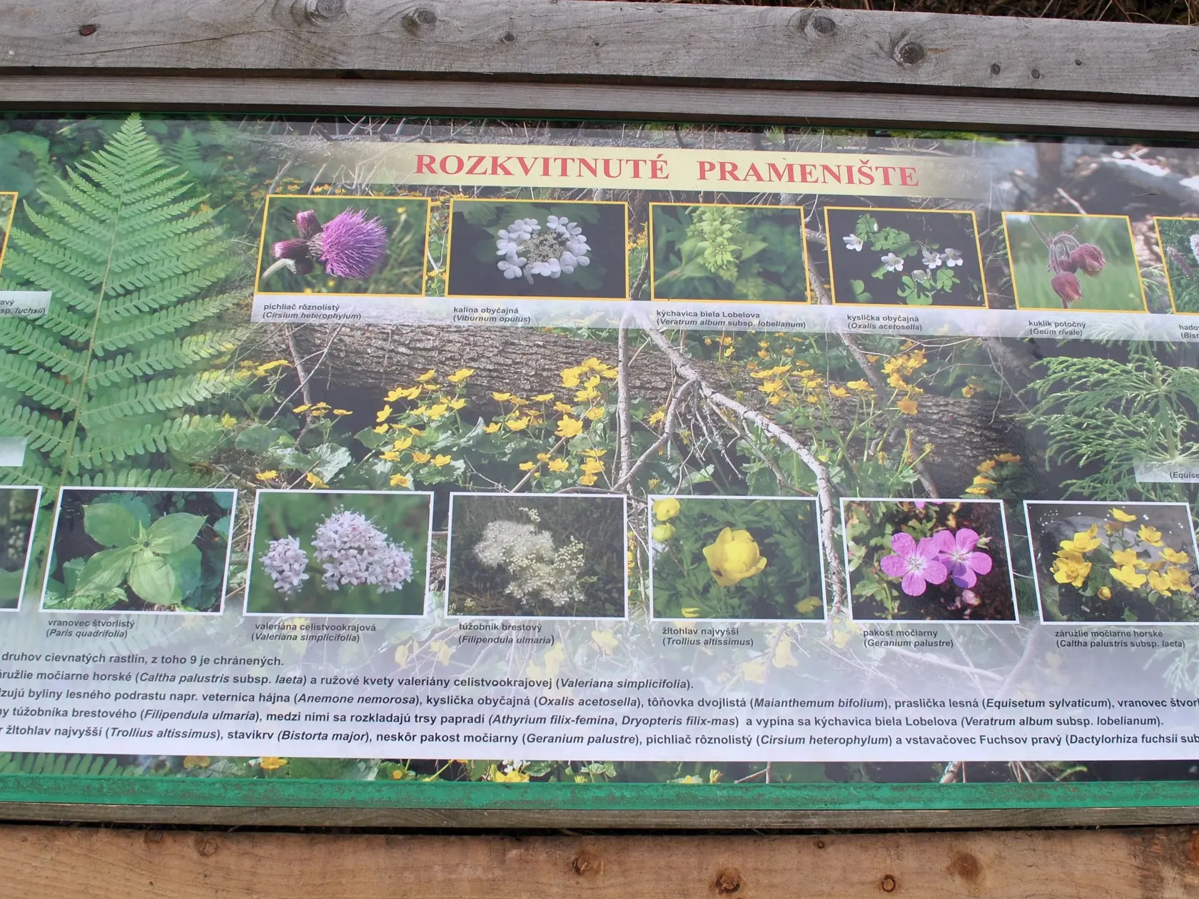 Pramenisko, náučný chodník. Najstarší a najzachovalejší porast s podmáčanými jelšovými lesmi. Nachádza sa pri botanickej záhrade v Tatranskej Lomnici, samotný chodník z dreva má dĺžku asi 800 metrov. Pramenisko je jedinečné územie, plné mokradí. Nachádzajú sa tu informačné panely o rastlinách a živočíchoch a tiež vyhliadkové plošiny. Nedotknutá príroda dodáva návštevníkom možnosť oddychu a relaxu.