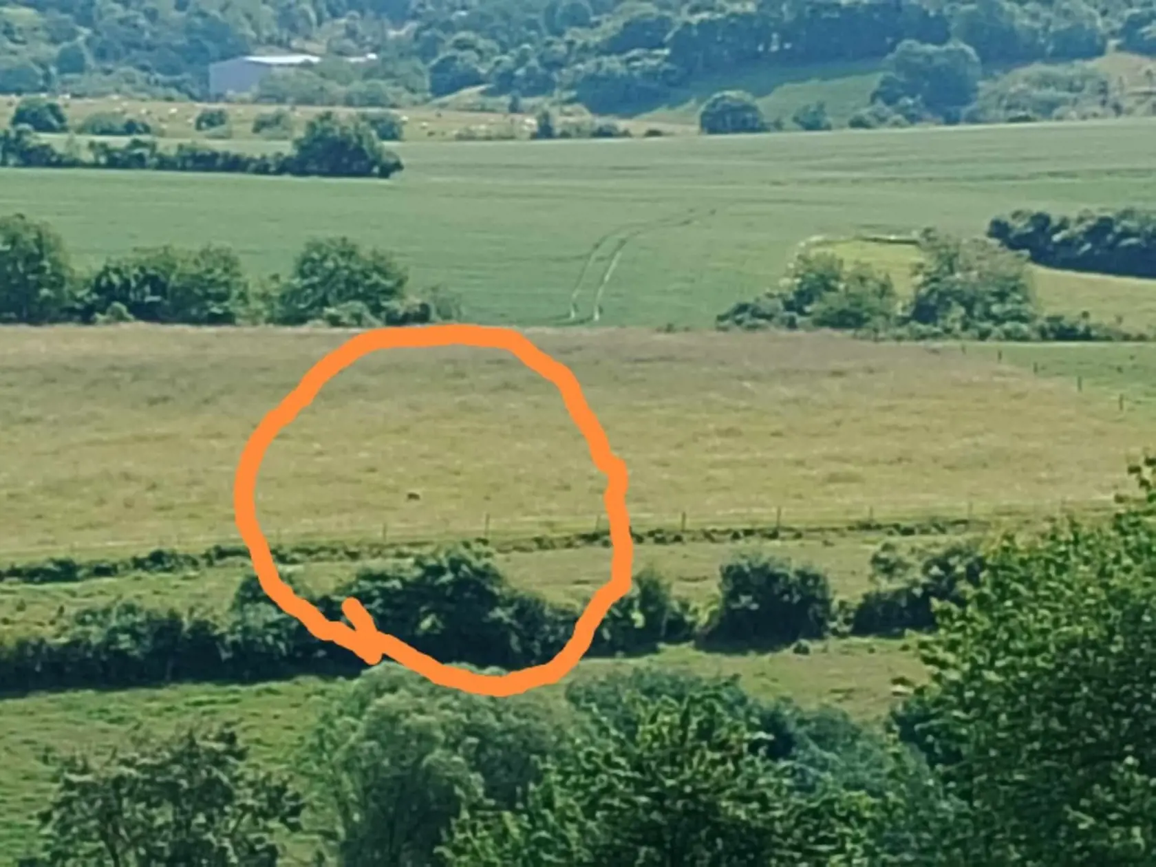 Stredoslovenská obec Poniky (okr. Banská Bystrica) je jednou z tých, ktorá bojuje s veľkým počtom medveďov.