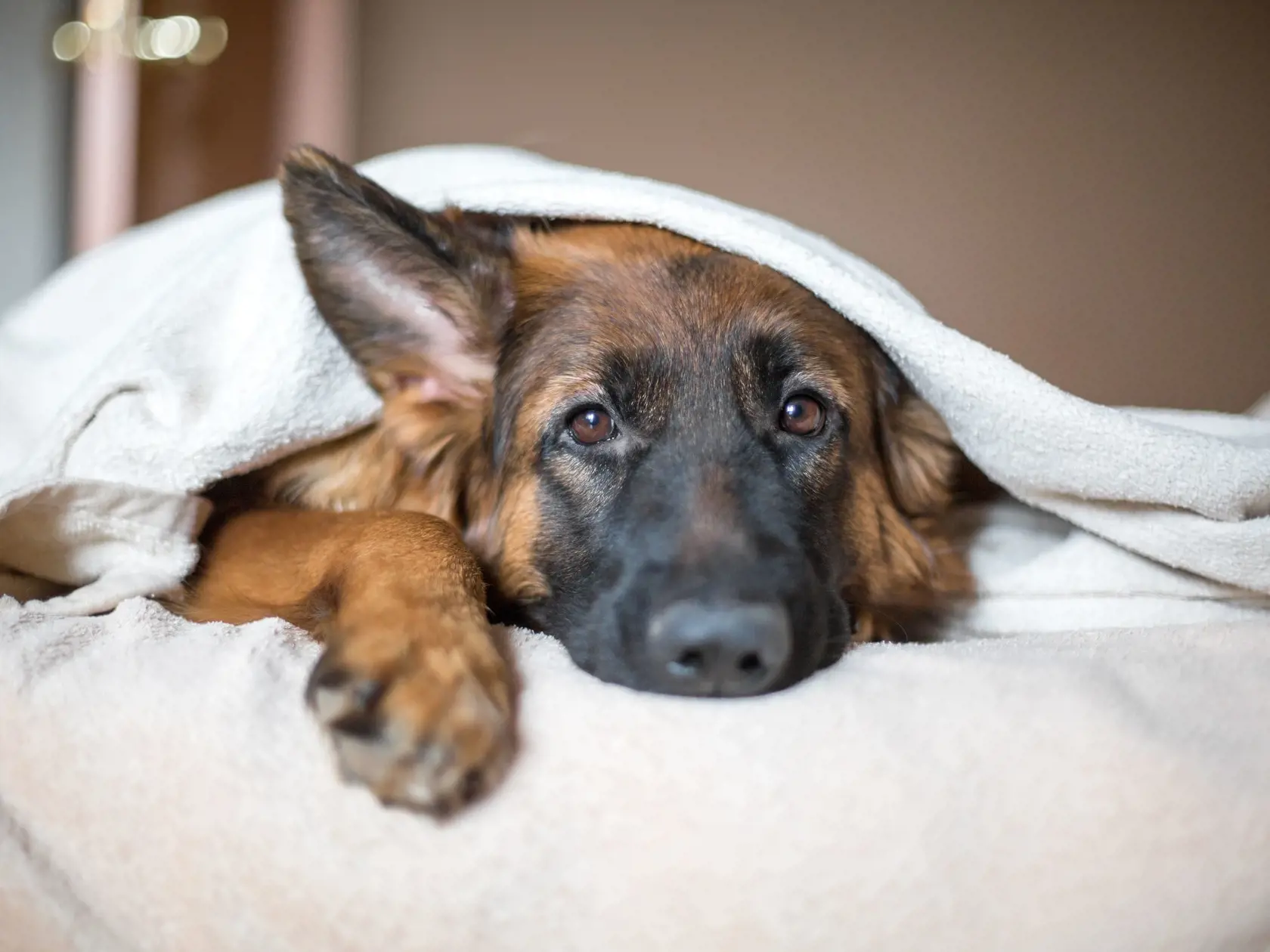 Cute German Shepherd in a blanket on bed.