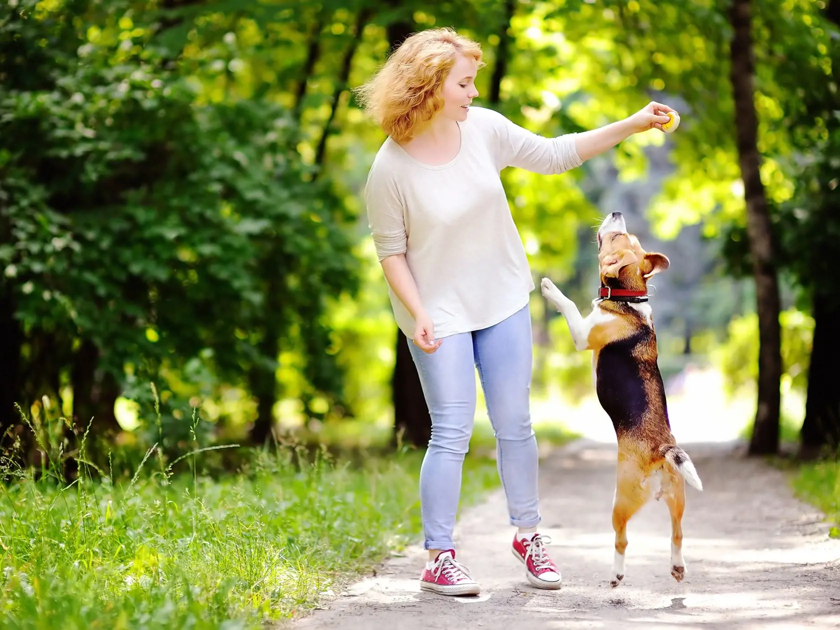 Young beautiful woman playing with Beagle dog