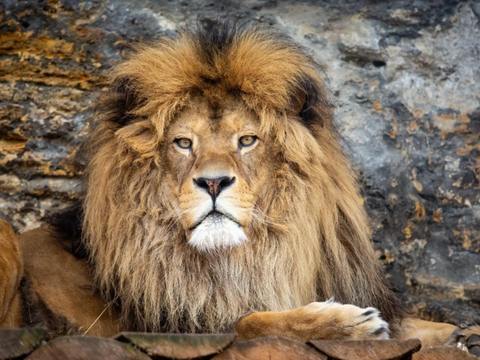 Leva berberského Aslana museli v bojnickej ZOO utratiť.