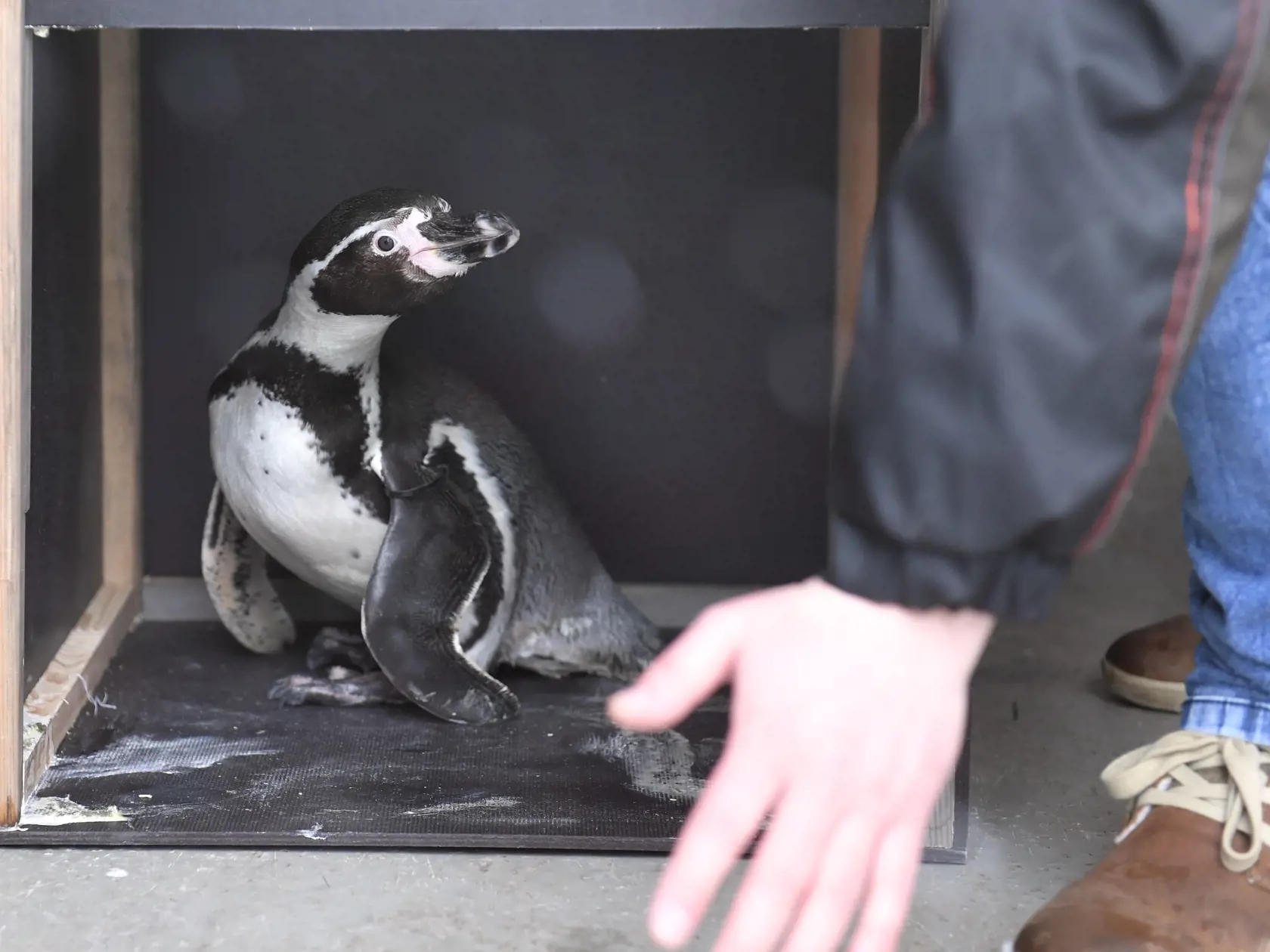 V košickej zoo sa v minulosti objavila vtáčia chrípka.
