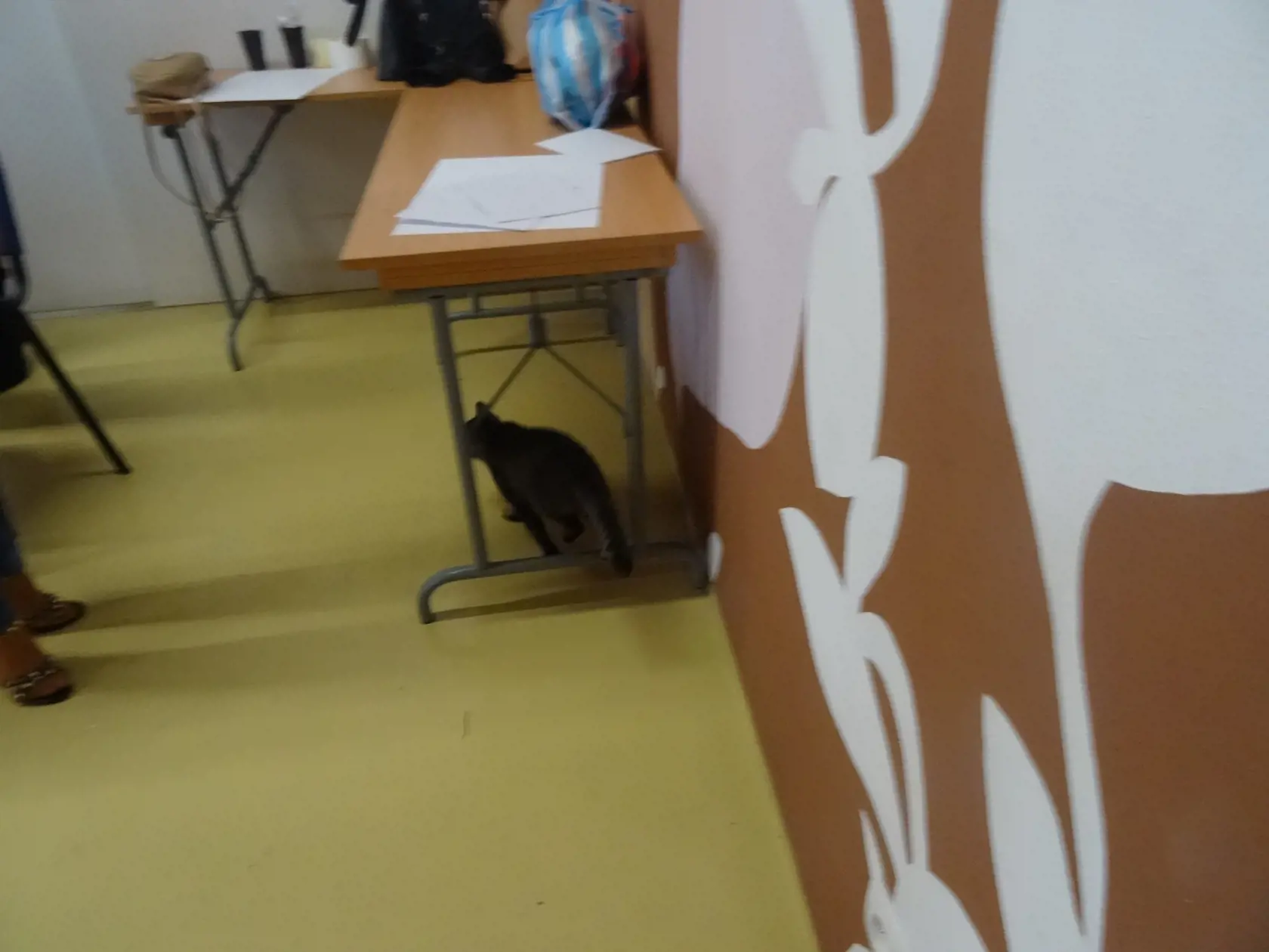Pri nedávnych voľbách  do volebnej miestnosti zablúdila mačka. Občas zaliezla pod stôl alebo za plentu.