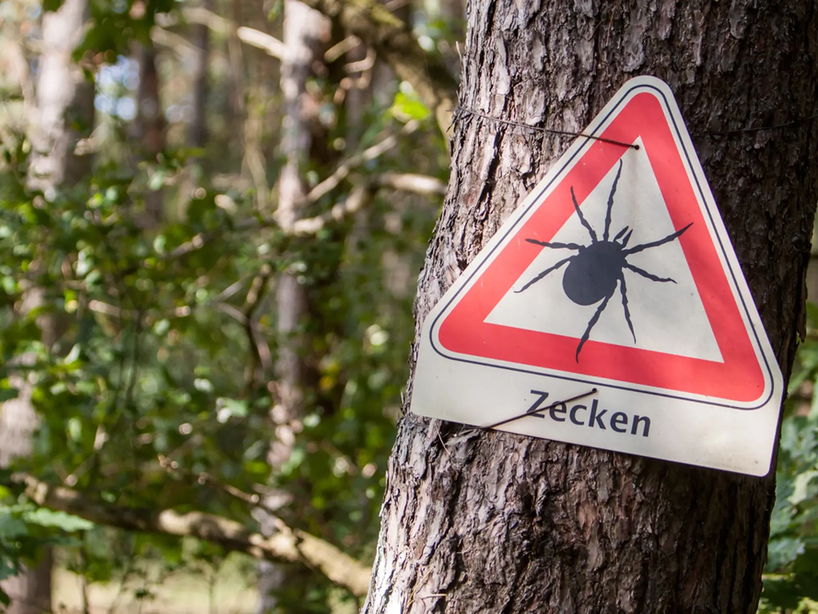 Nežijú už len na juhu
Globálne otepľovanie spôsobuje, že naša klíma sa mení. Teplé oblasti, ktoré kliešte obľubujú, sa presúvajú aj na severné Slovensko a do vysokohorských nadmorských výšok. Majte sa pred nimi na pozore na Záhorí i vo Vysokých Tatrách. Aj tu už parazitológovia dlhší čas zaznamenávajú ich výskyt.