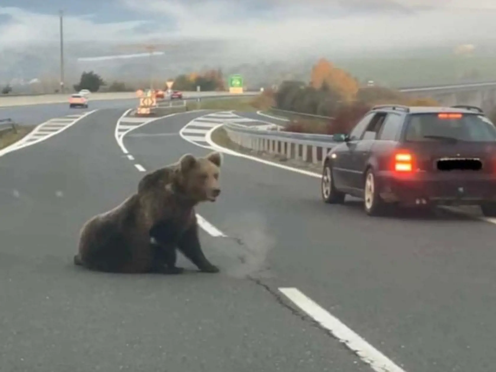 Medveď pri Hybiach po zrážke s autom musel byť usmrtený, po nehode totiž ochrnul. Vodič, ktorý ho zrazil ušiel.