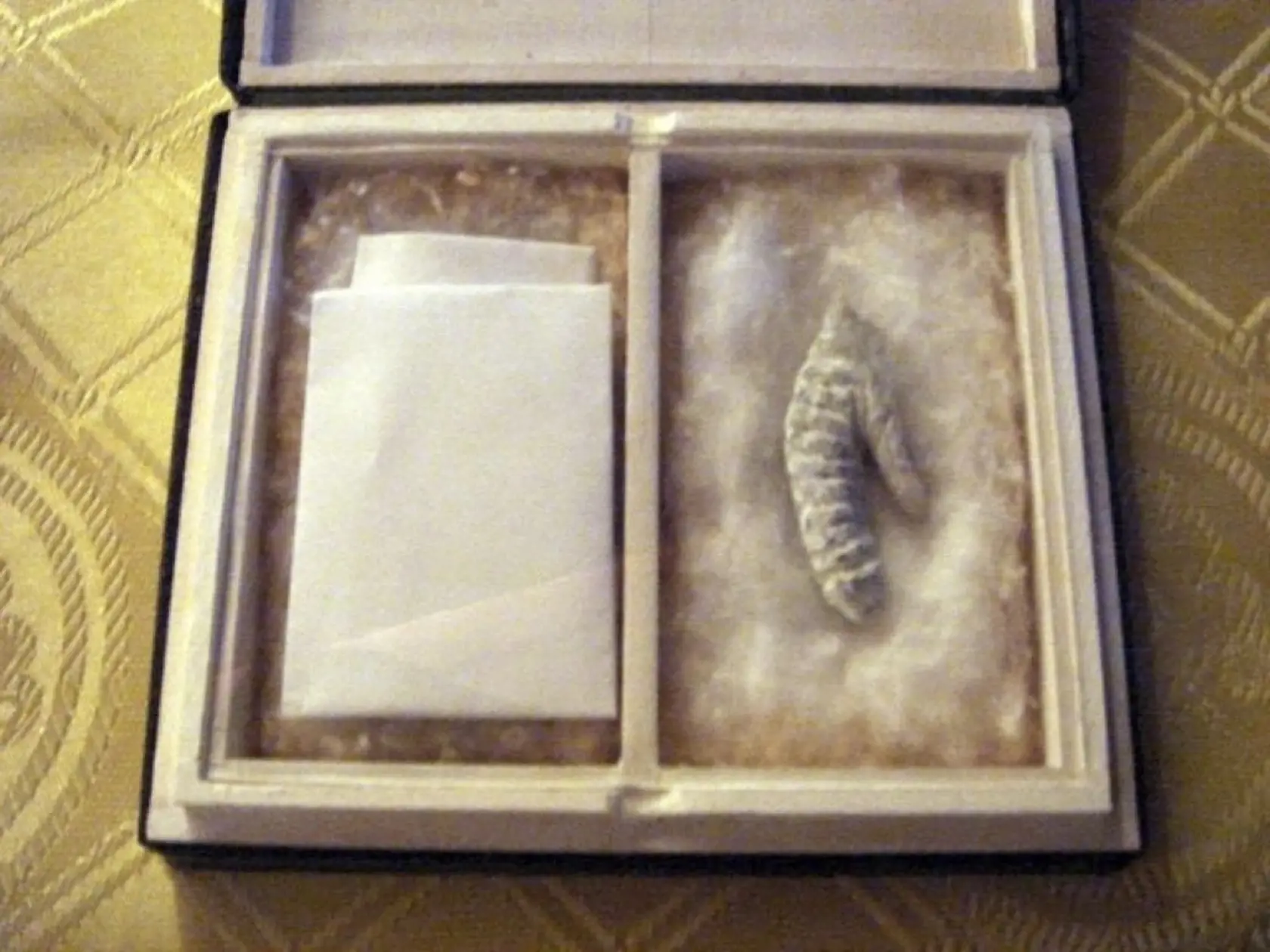 Príroda obdarovala Bonaparteho v mnohých oblastiach, ale jeho pohlavnému údu dopriala len chabých 3,8 cm.